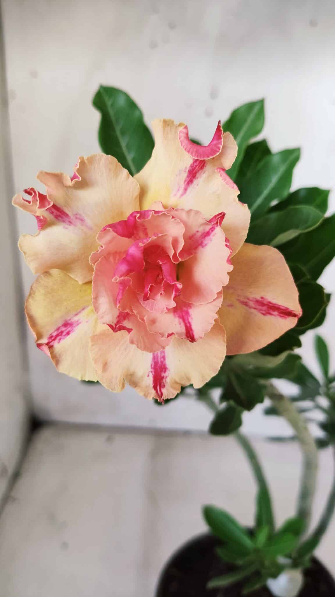 Planta Dobrada 2834 – 30cm – 02 anos