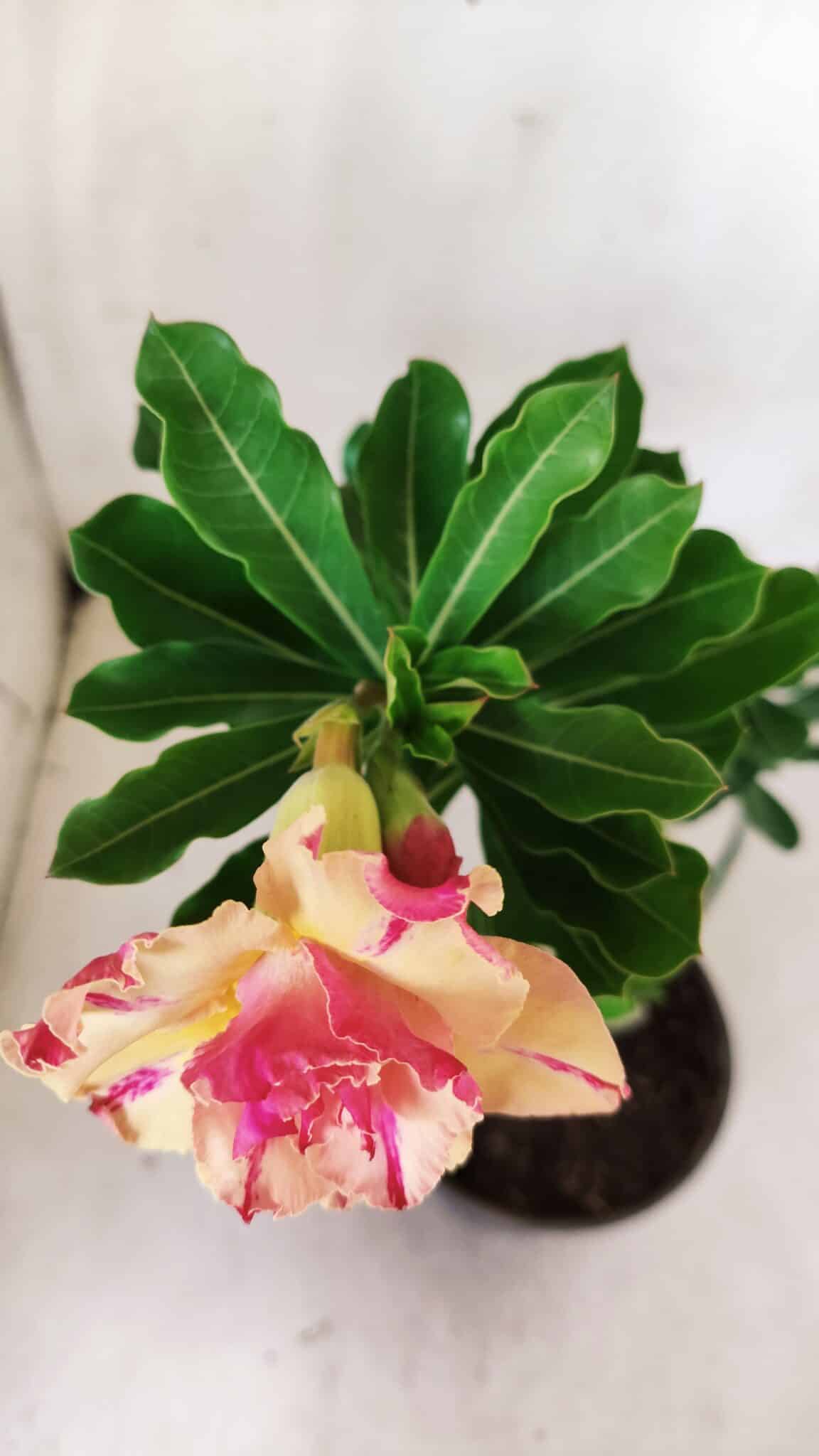 Planta Dobrada 2834 – 30cm – 02 anos