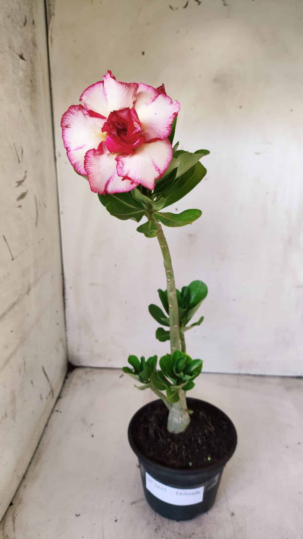Planta Dobrada 2835 – 30cm – 02 anos