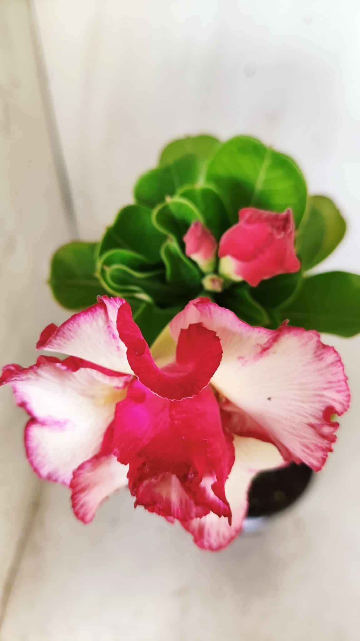 Planta Dobrada 2835 – 30cm – 02 anos