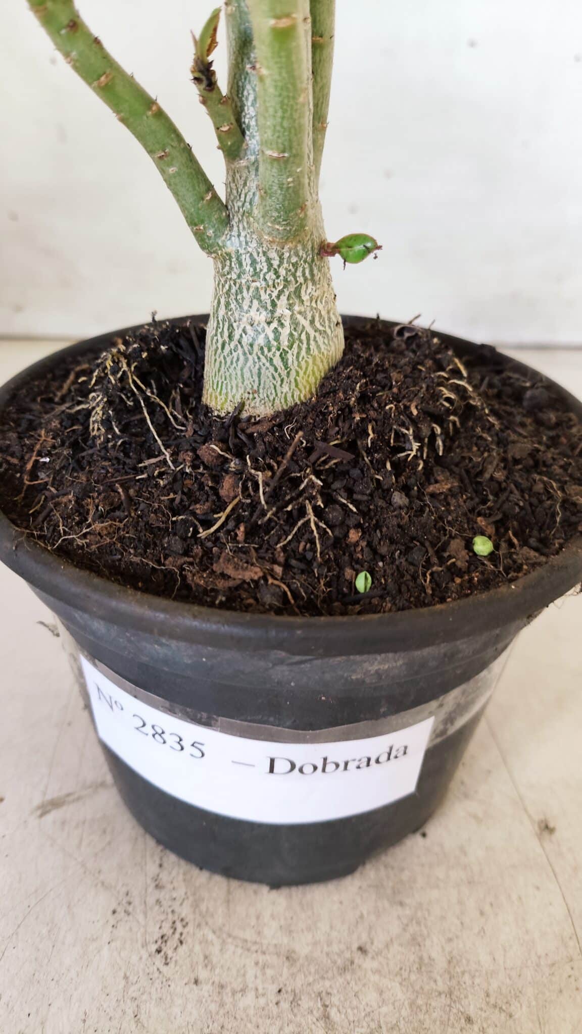 Planta Dobrada 2835 – 30cm – 02 anos