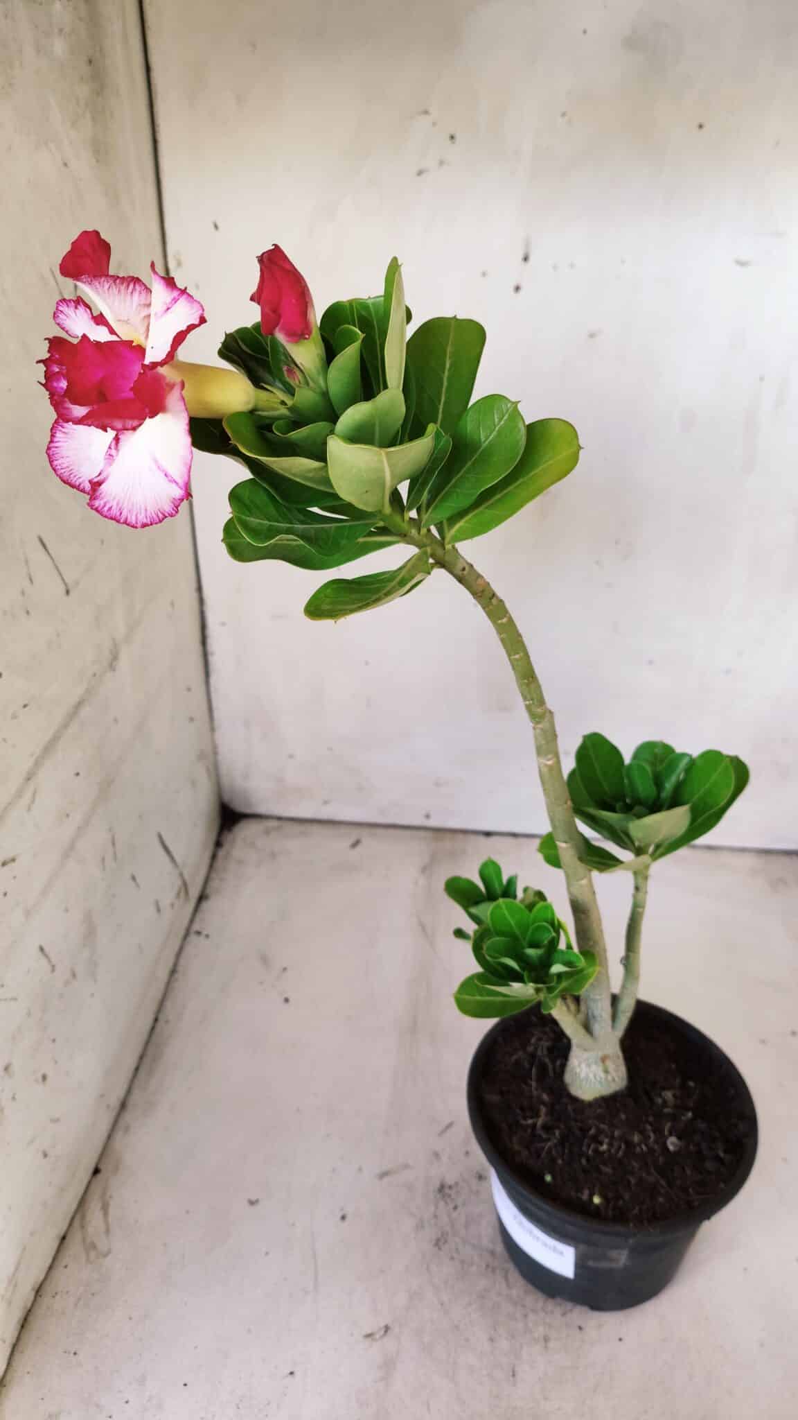 Planta Dobrada 2835 – 30cm – 02 anos