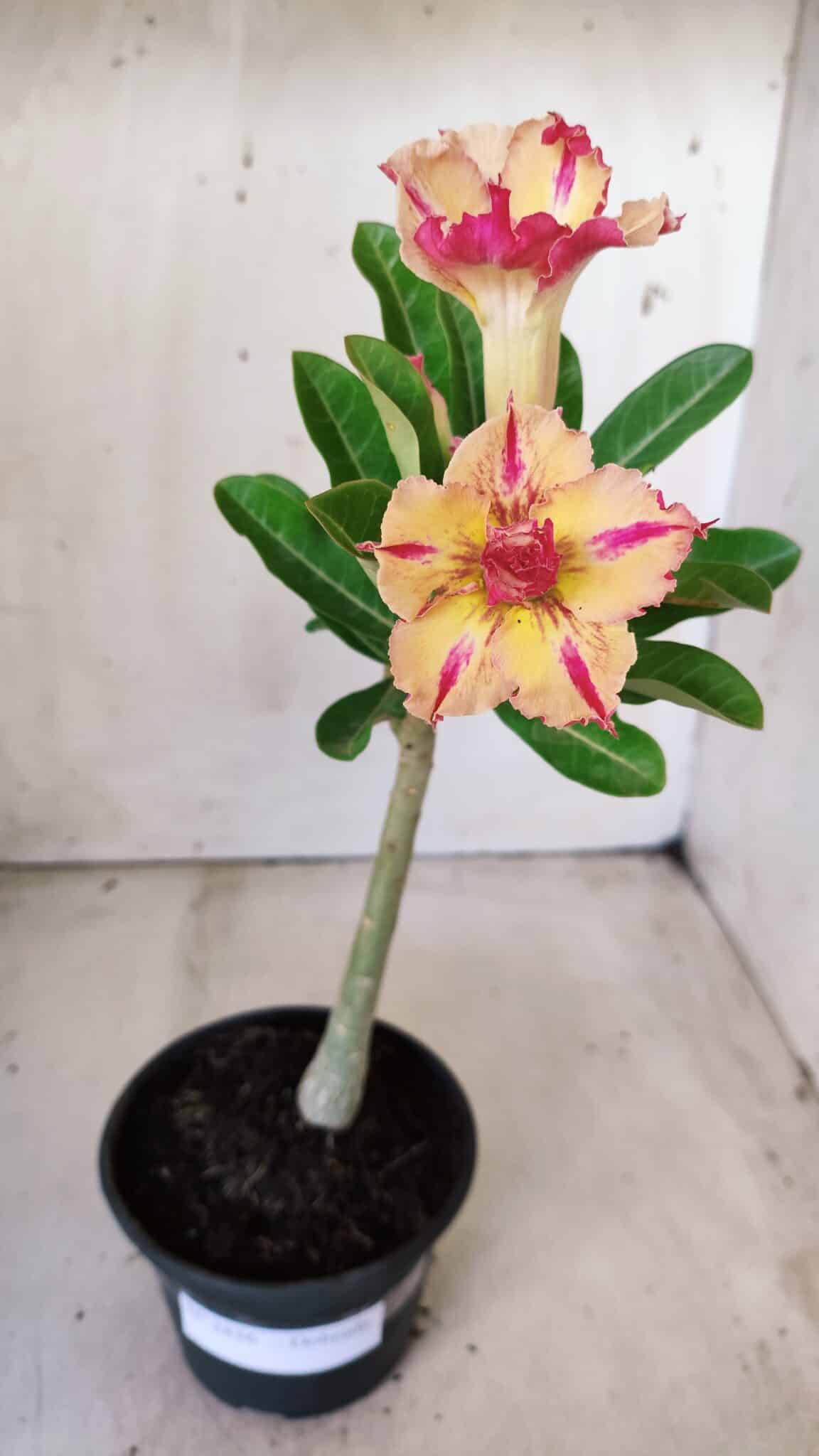 Planta Dobrada 2836 – 30cm – 02 anos