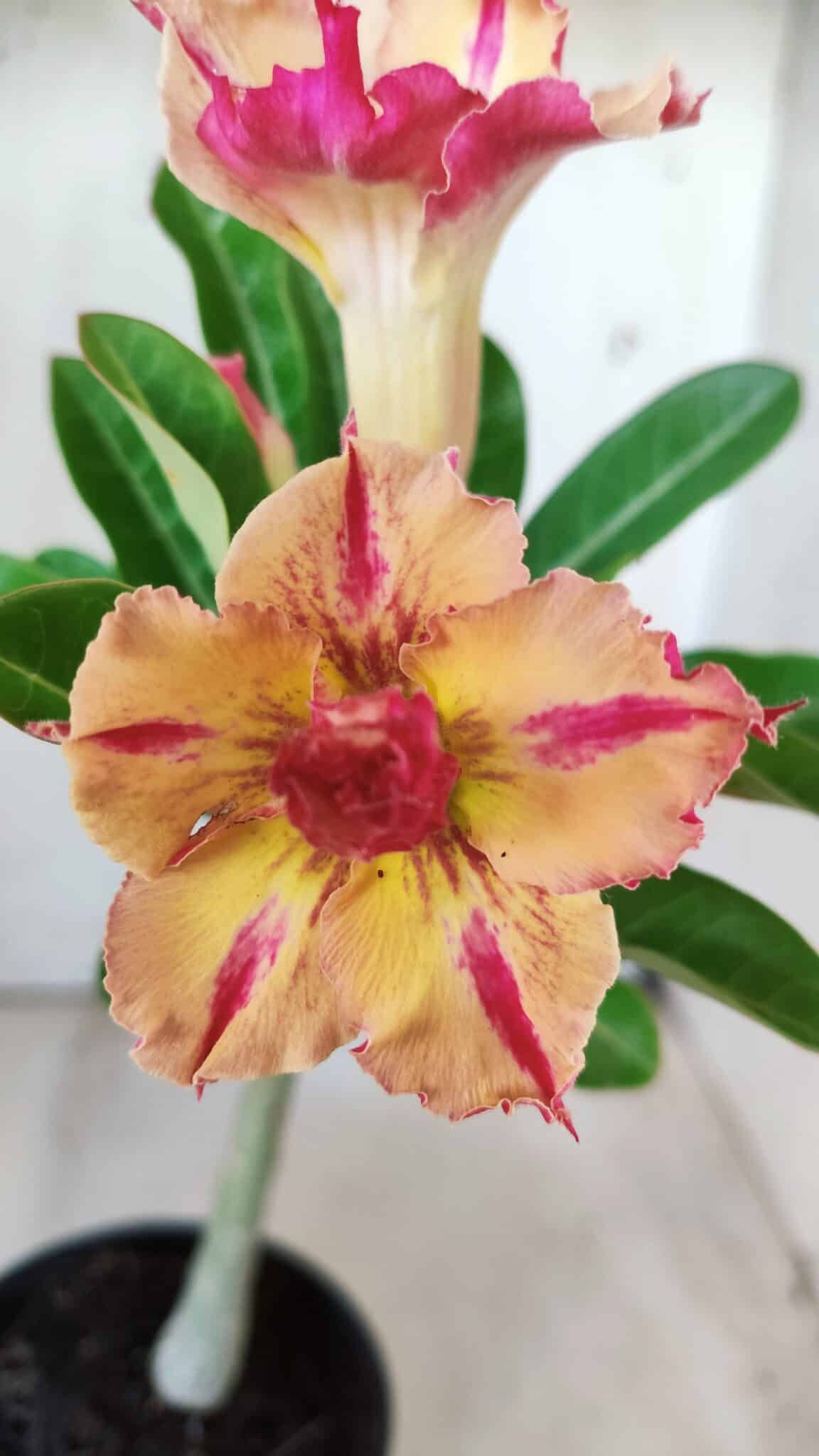 Planta Dobrada 2836 – 30cm – 02 anos
