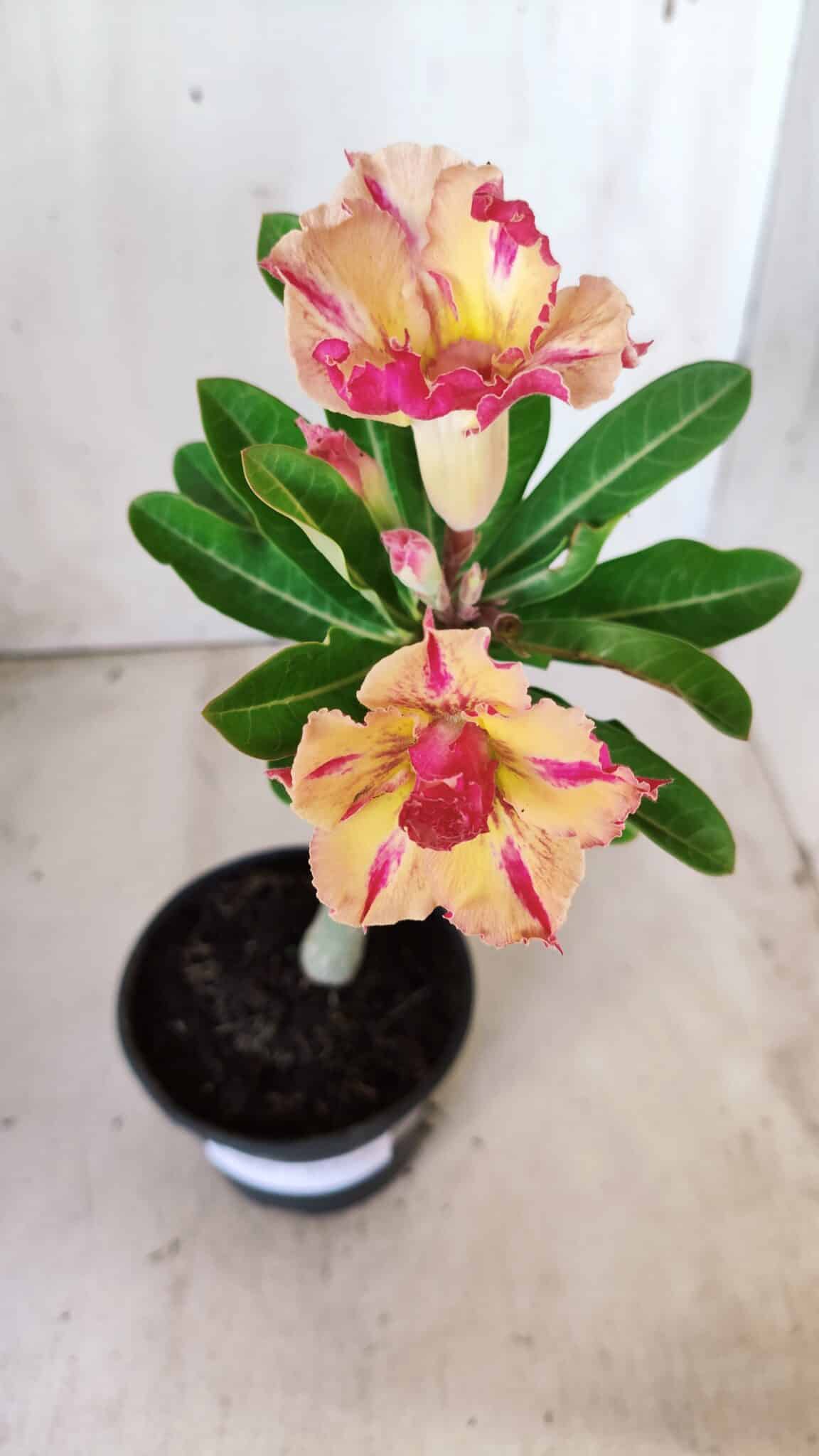 Planta Dobrada 2836 – 30cm – 02 anos