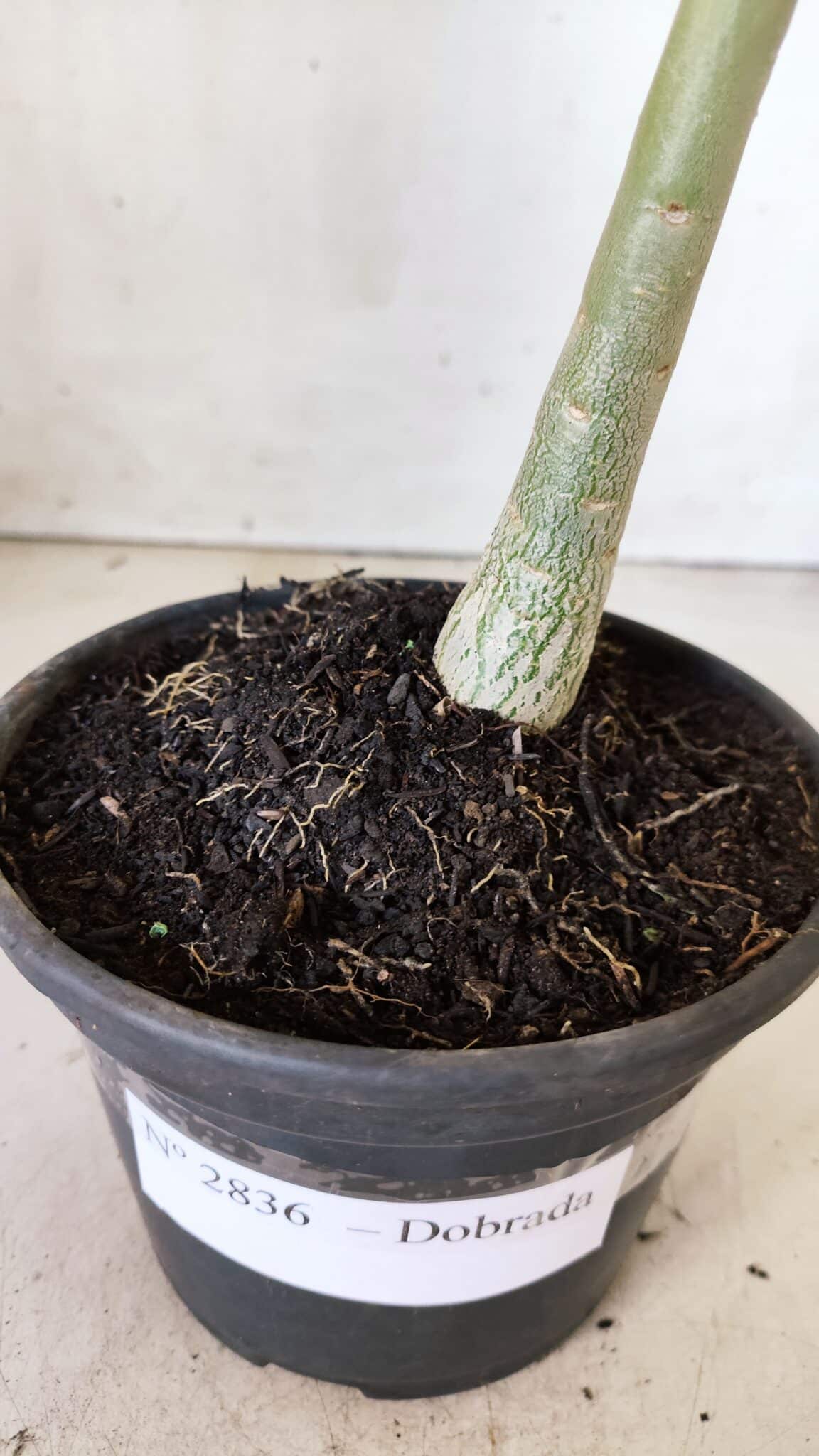 Planta Dobrada 2836 – 30cm – 02 anos