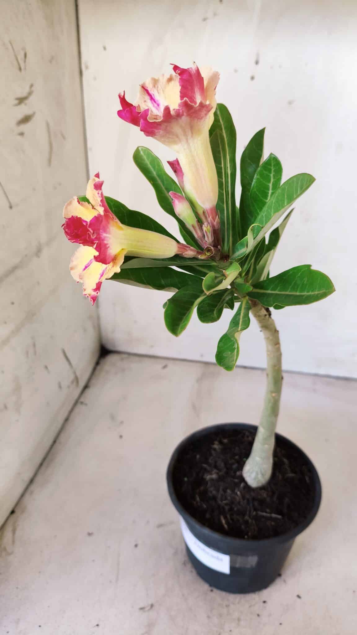Planta Dobrada 2836 – 30cm – 02 anos