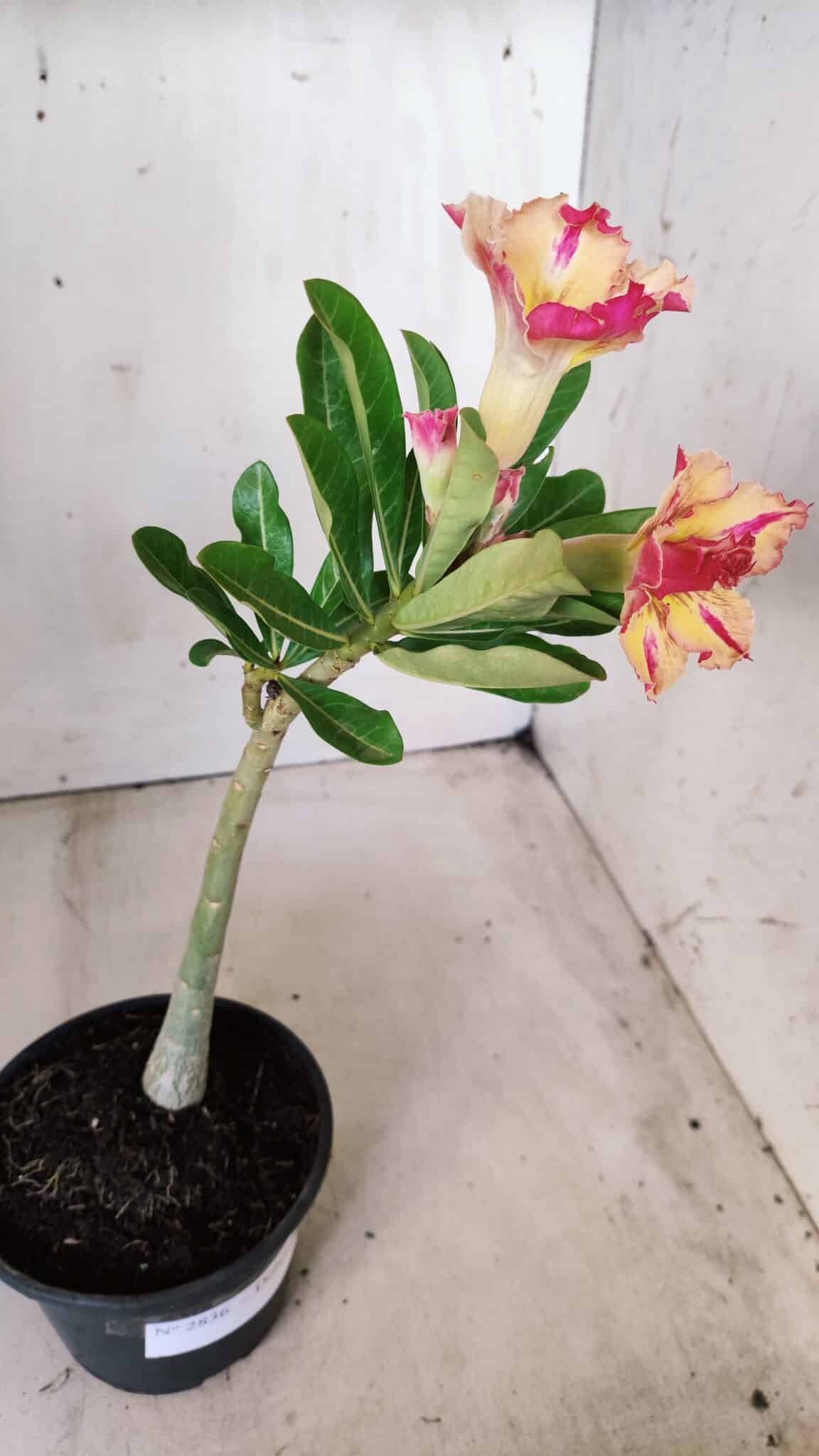 Planta Dobrada 2836 – 30cm – 02 anos