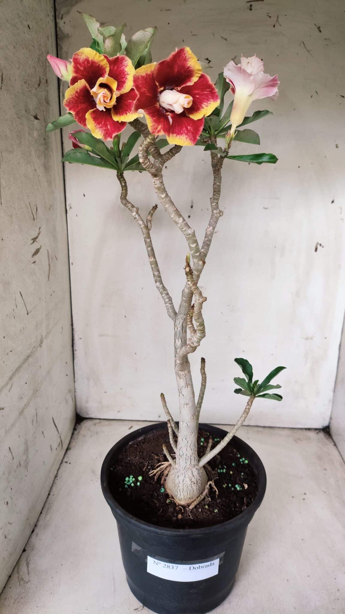 Planta Dobrada 2837 – 45cm – 03 anos