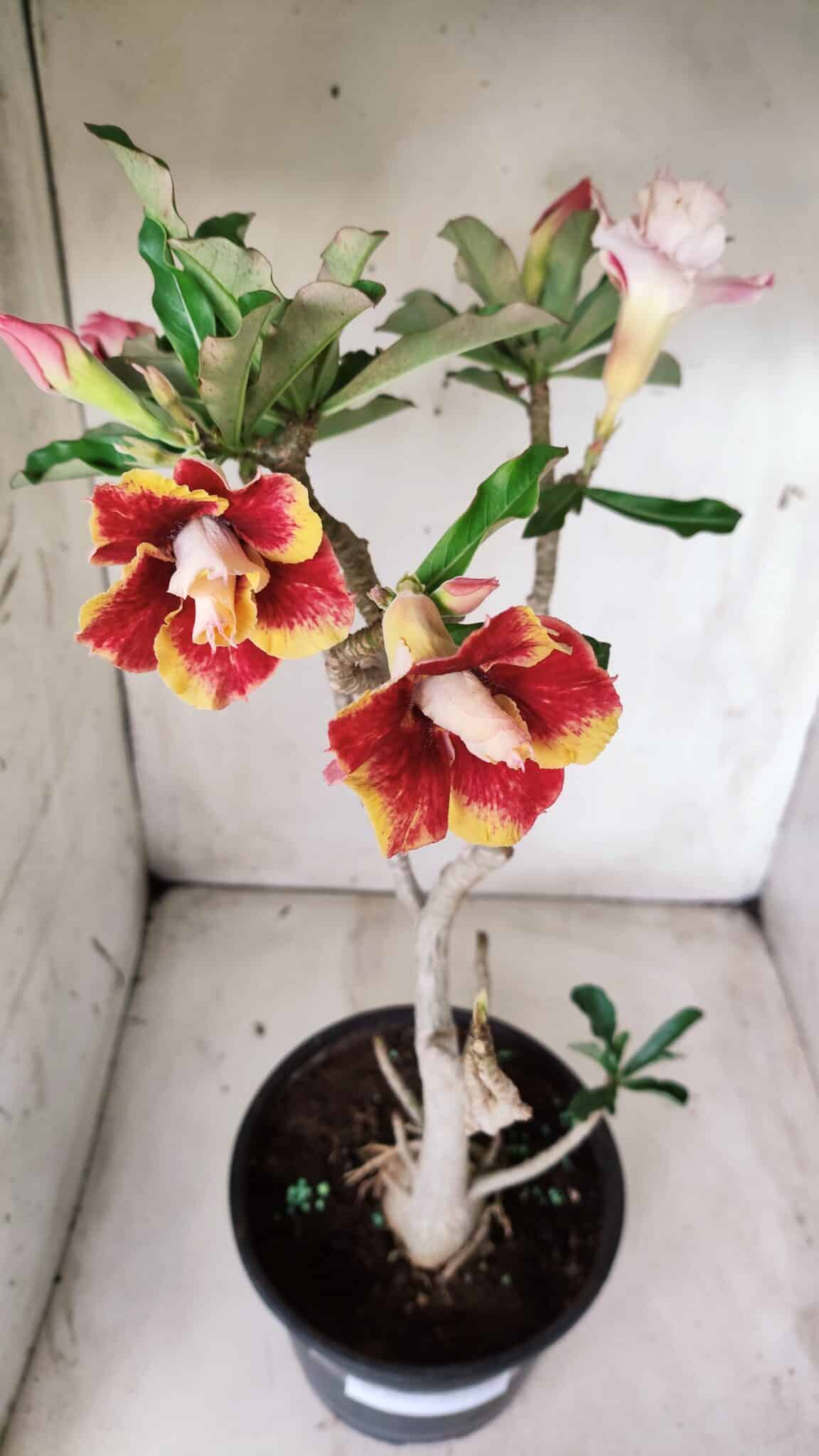 Planta Dobrada 2837 – 45cm – 03 anos