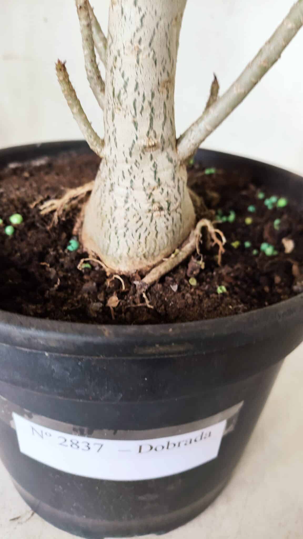 Planta Dobrada 2837 – 45cm – 03 anos