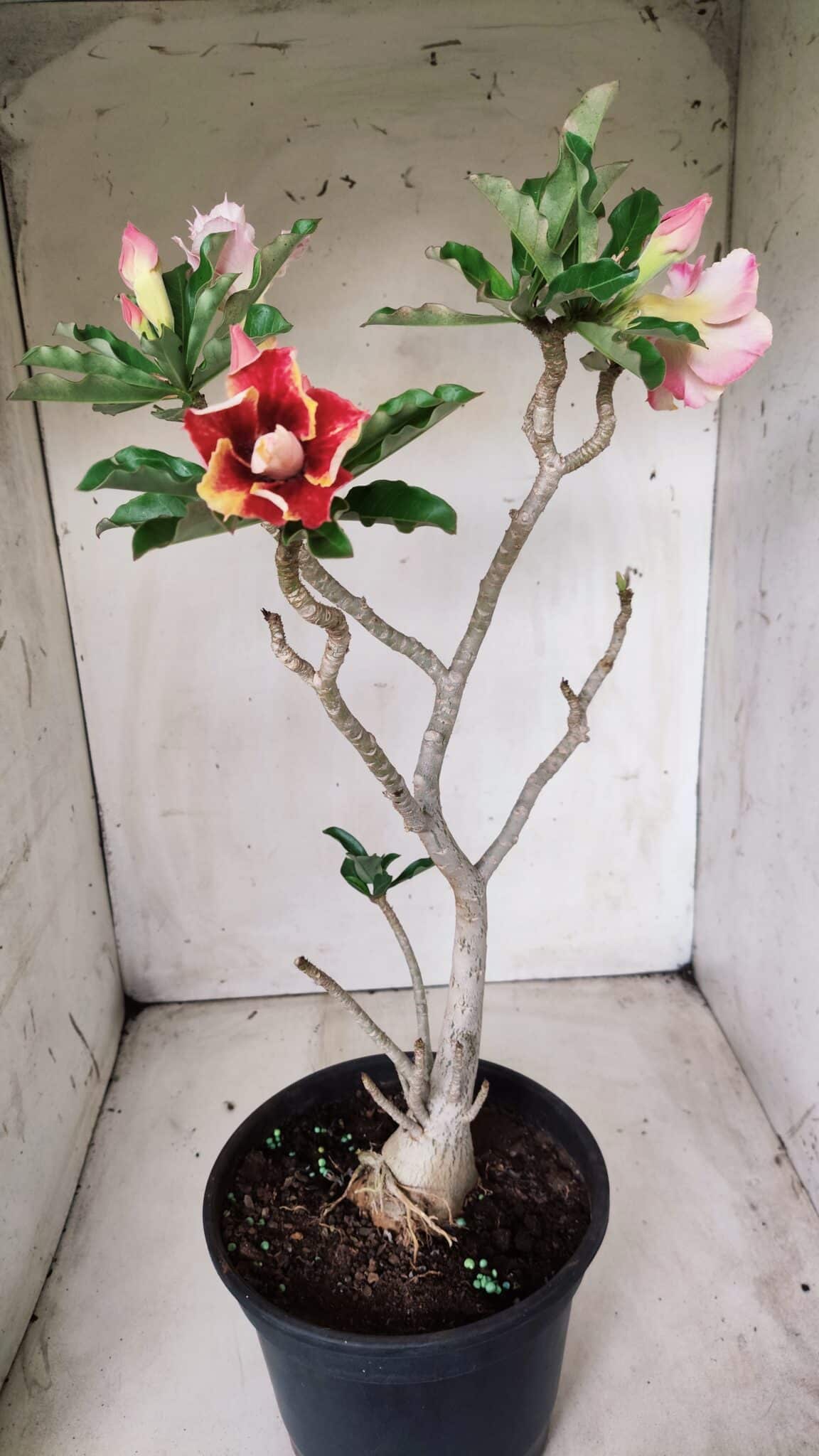 Planta Dobrada 2837 – 45cm – 03 anos