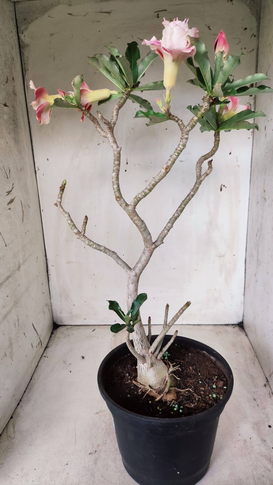 Planta Dobrada 2837 – 45cm – 03 anos