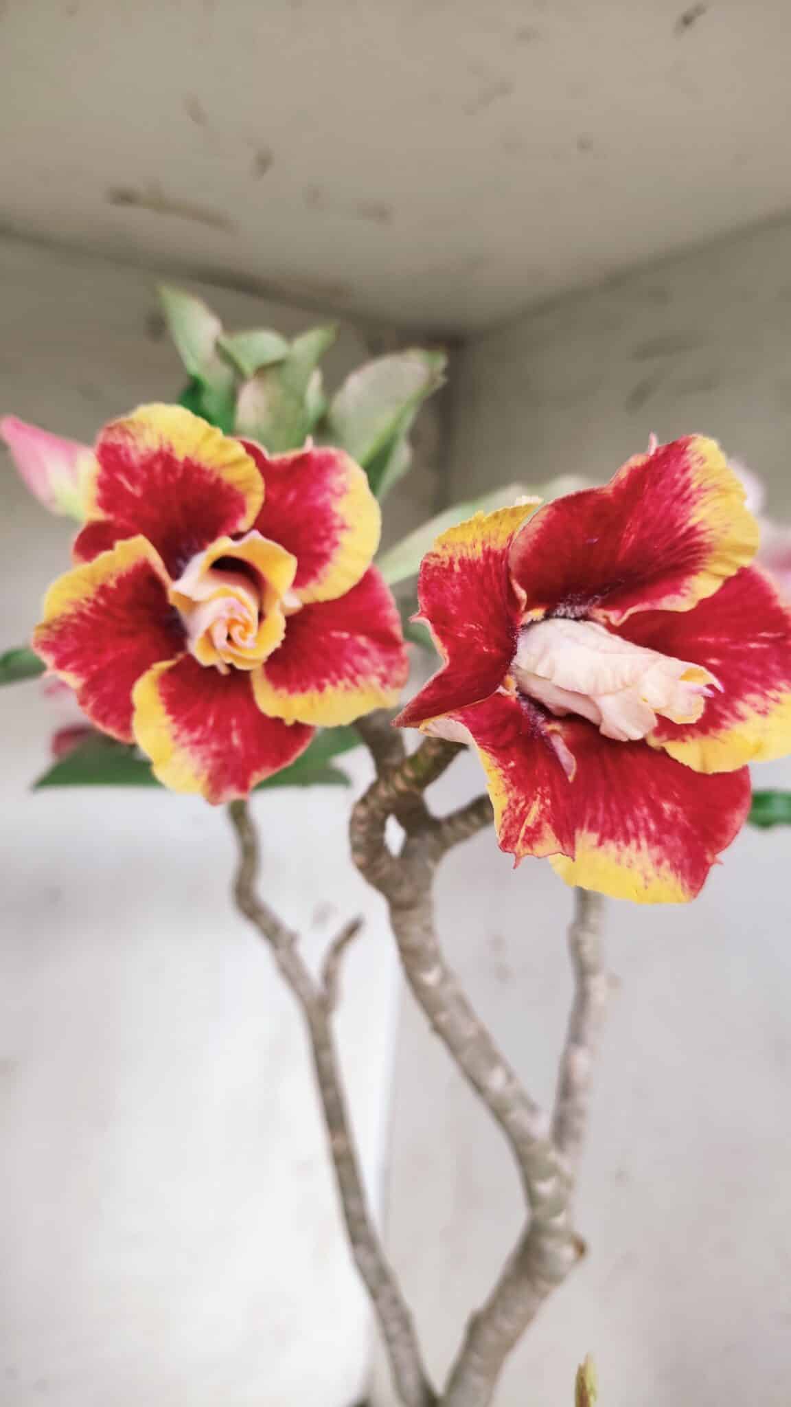 Planta Dobrada 2837 – 45cm – 03 anos
