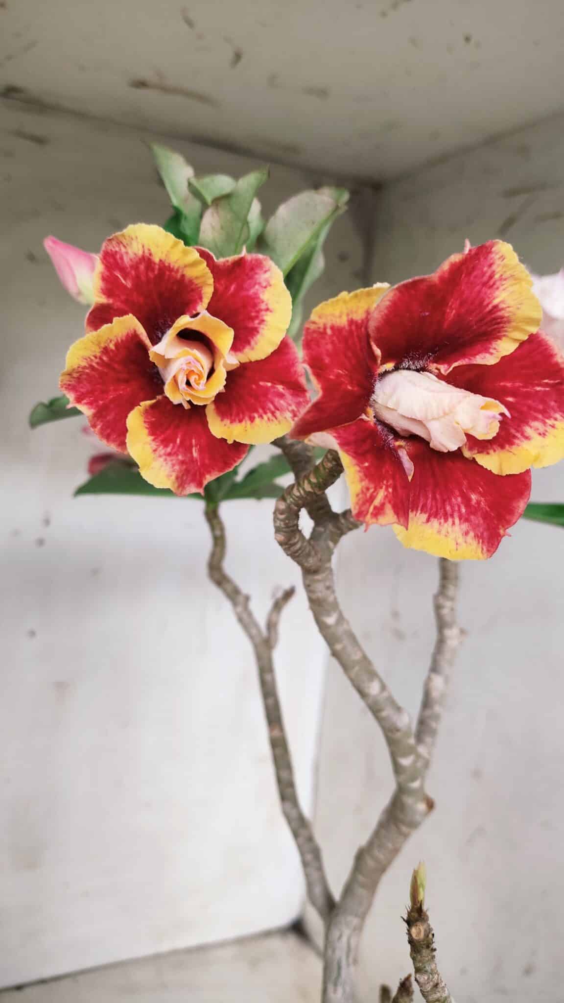Planta Dobrada 2837 – 45cm – 03 anos