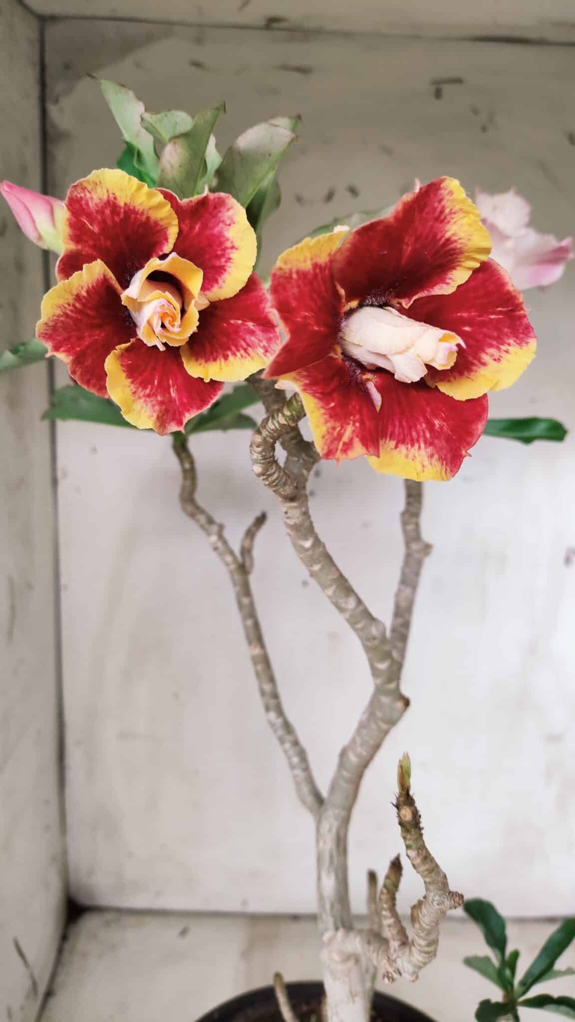 Planta Dobrada 2837 – 45cm – 03 anos