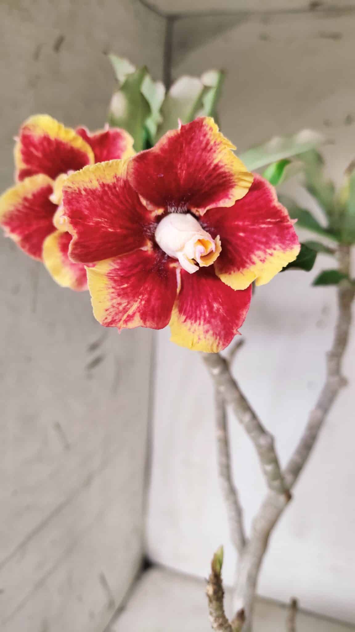 Planta Dobrada 2837 – 45cm – 03 anos