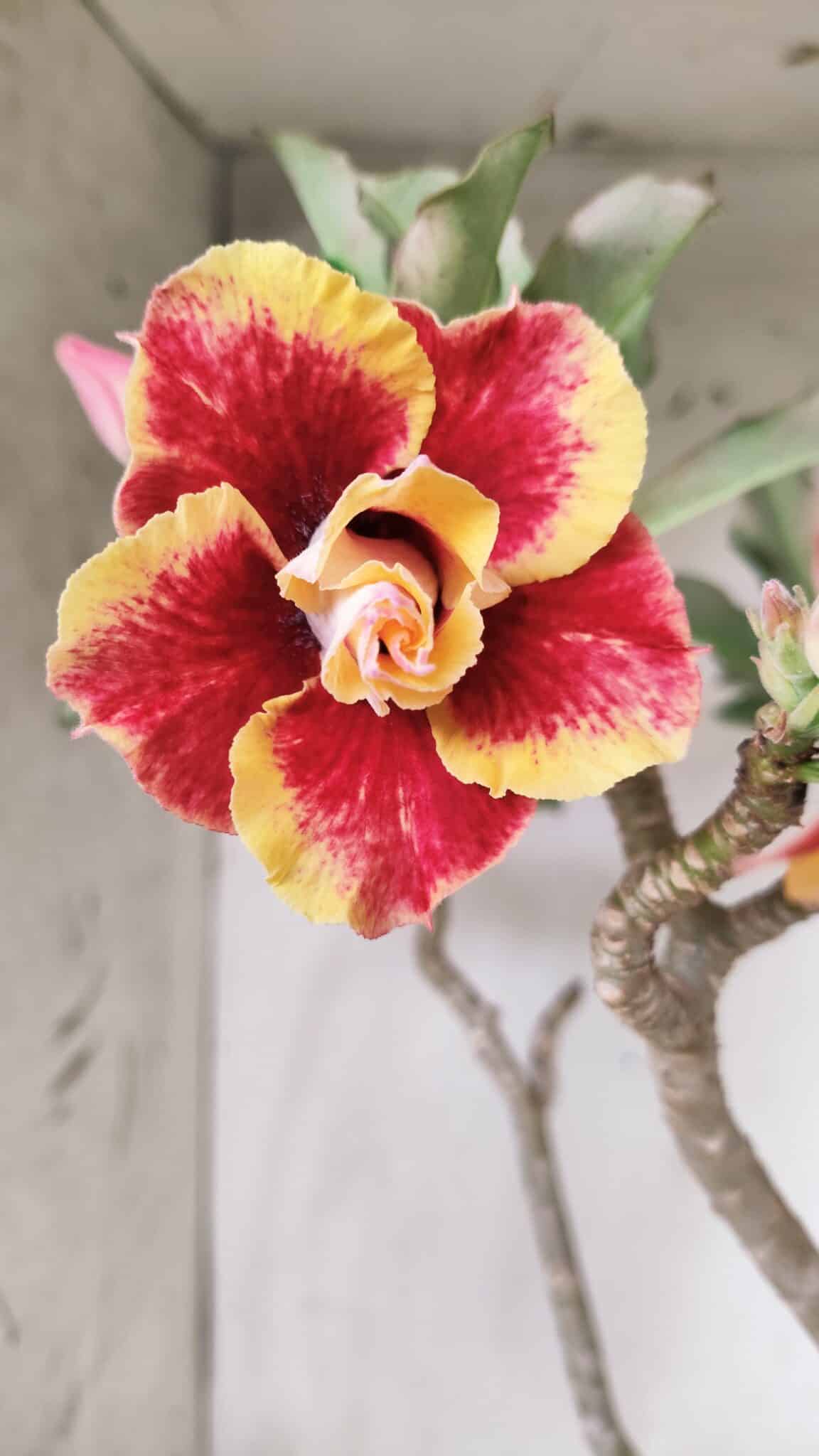 Planta Dobrada 2837 – 45cm – 03 anos