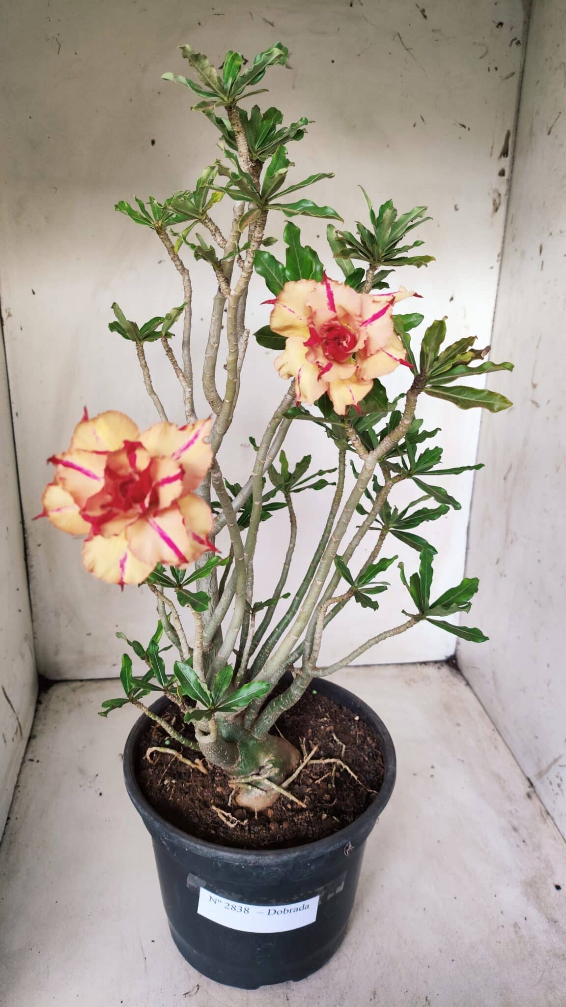 Planta Dobrada 2838 – 45cm – 03 anos