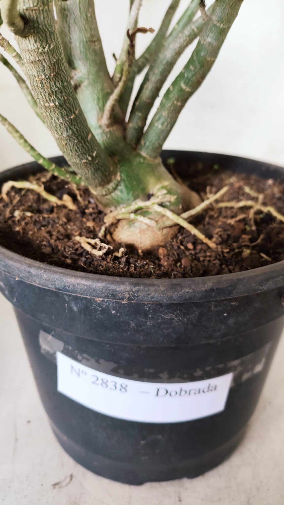 Planta Dobrada 2838 – 45cm – 03 anos