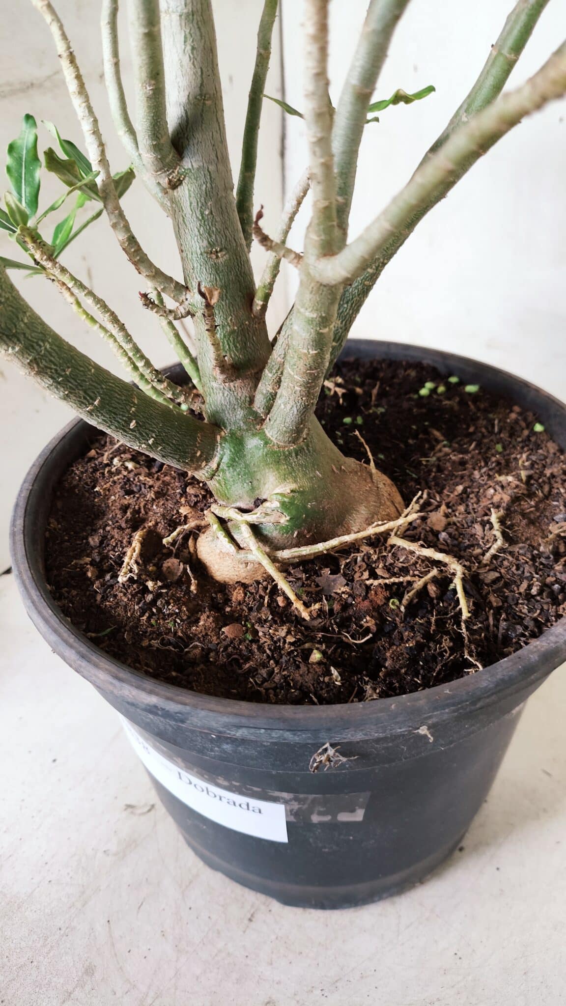 Planta Dobrada 2838 – 45cm – 03 anos