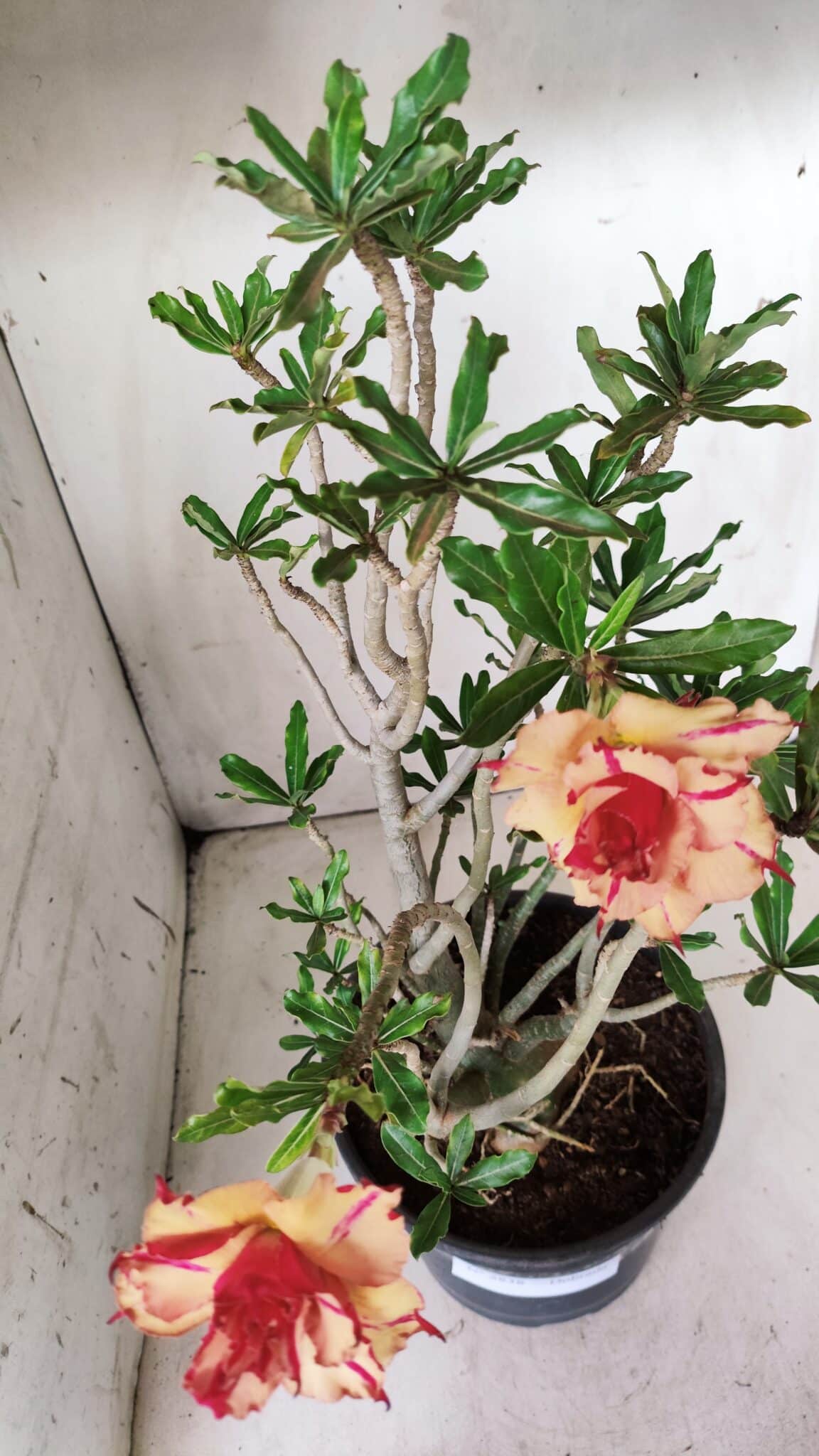 Planta Dobrada 2838 – 45cm – 03 anos