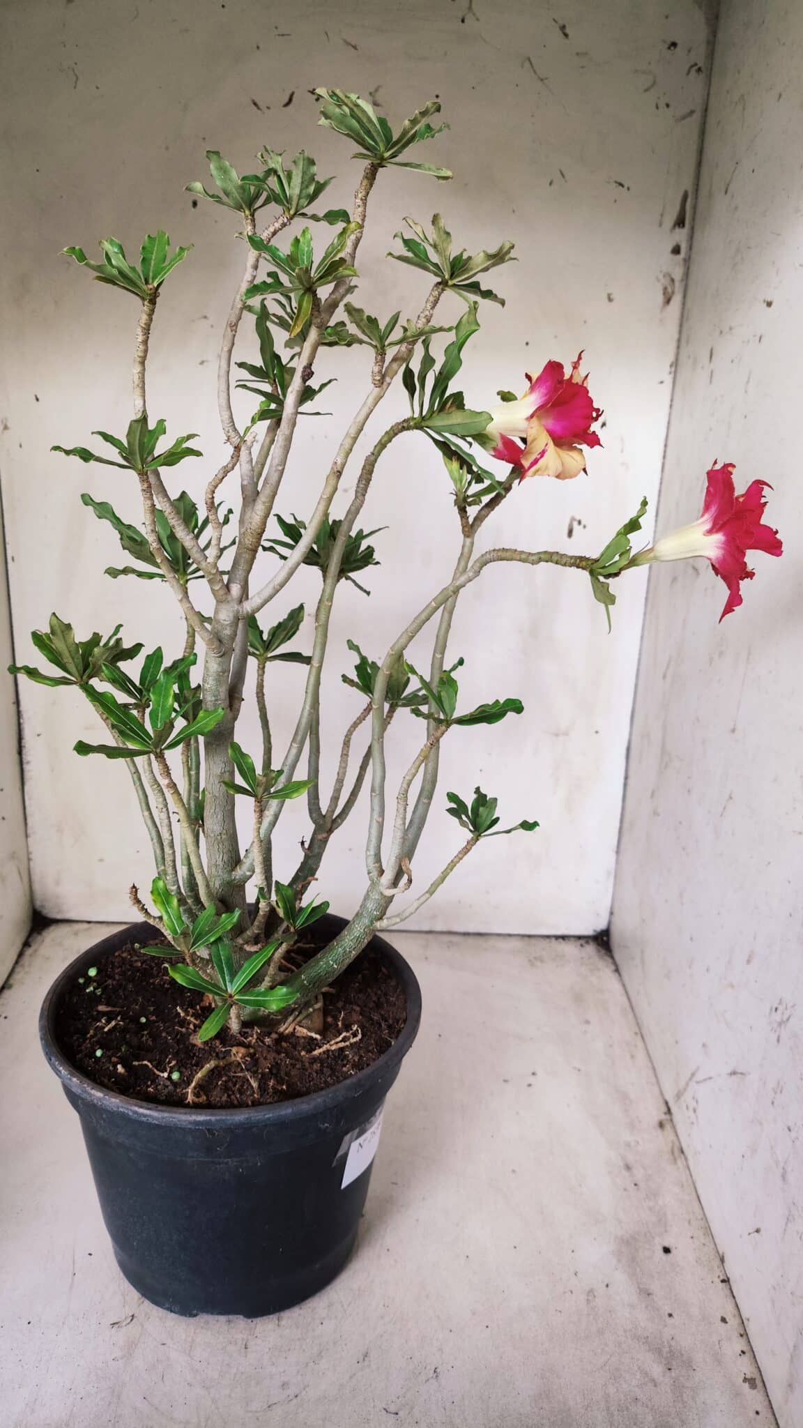 Planta Dobrada 2838 – 45cm – 03 anos