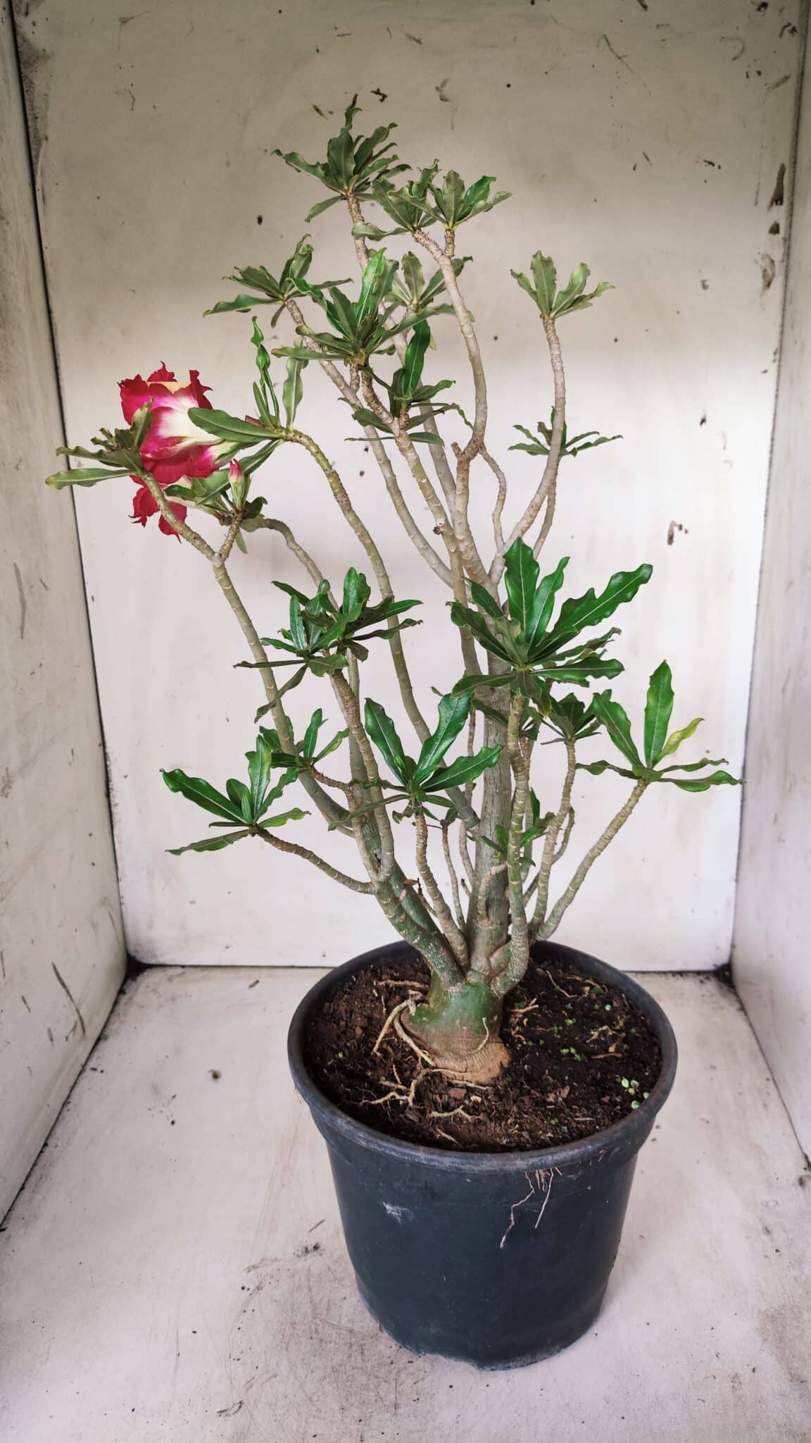 Planta Dobrada 2838 – 45cm – 03 anos
