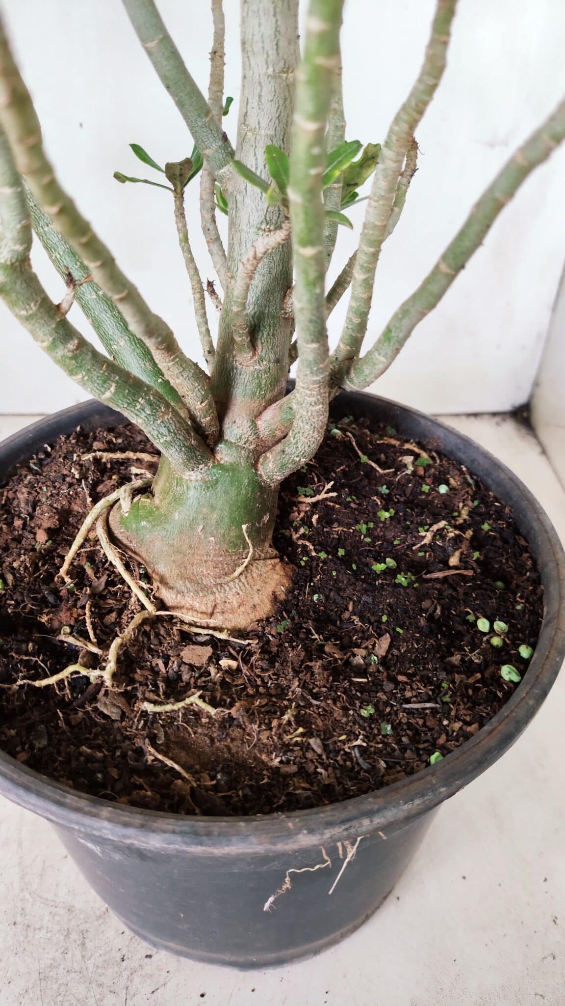 Planta Dobrada 2838 – 45cm – 03 anos