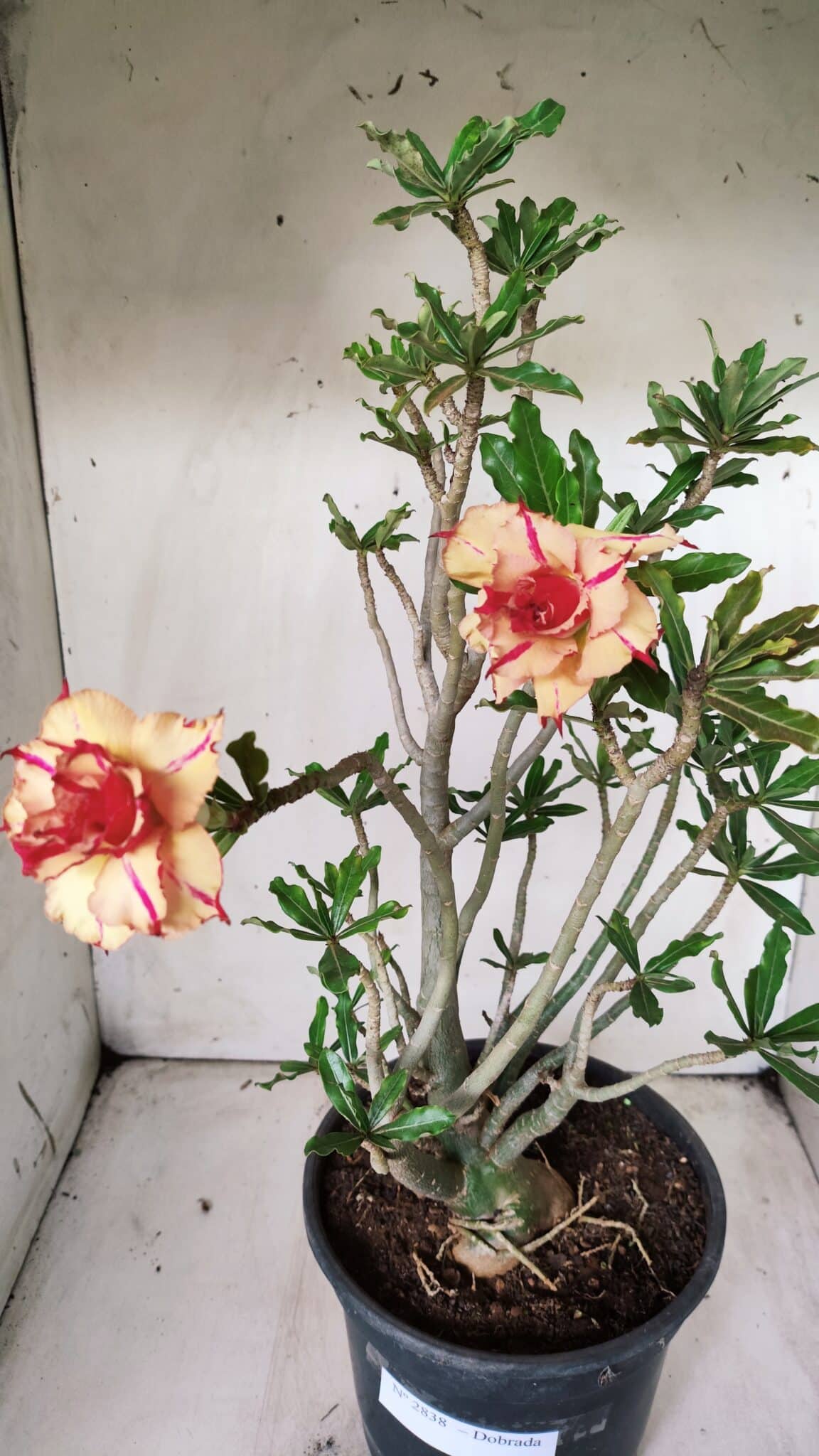 Planta Dobrada 2838 – 45cm – 03 anos