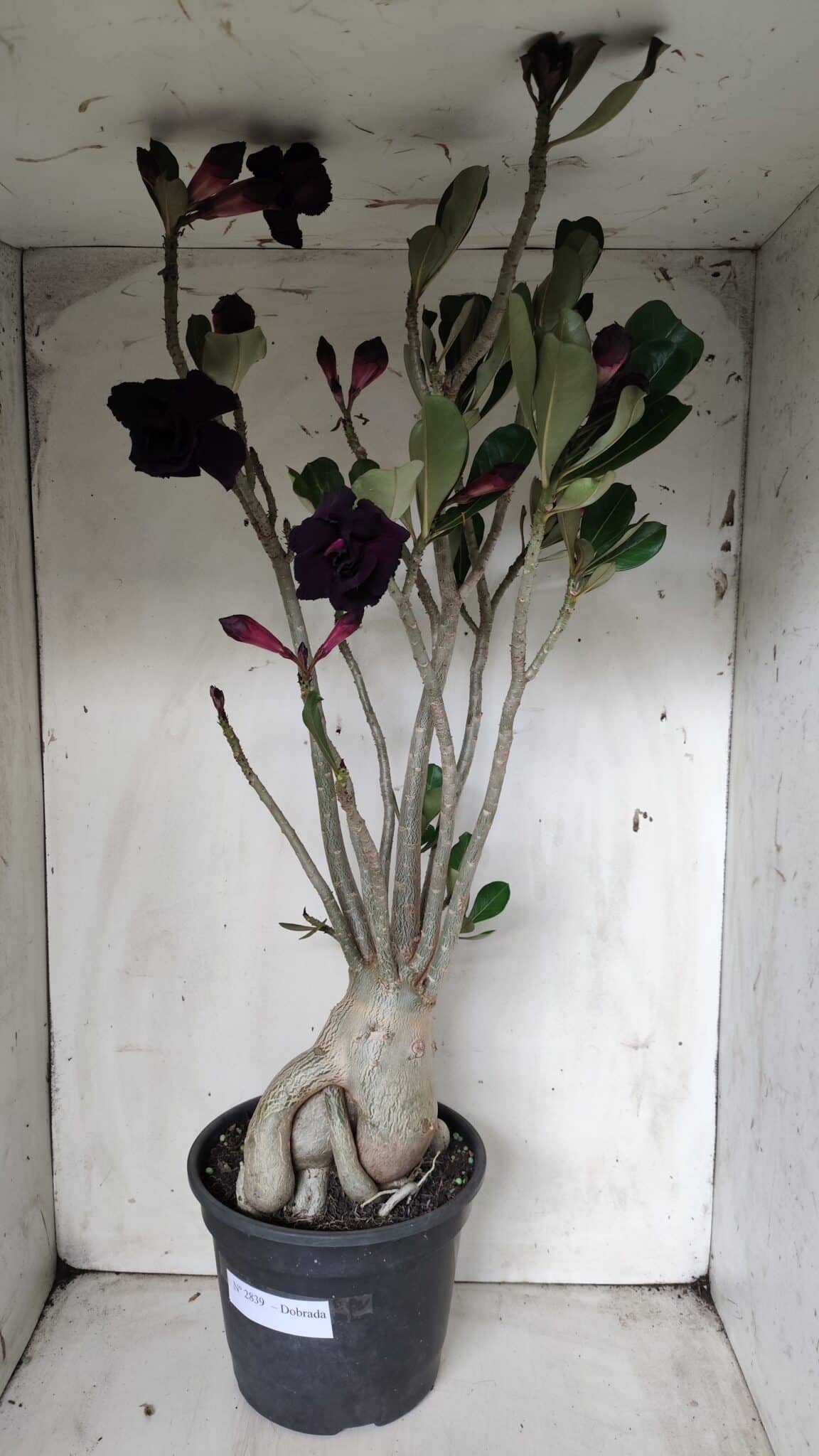Planta Dobrada 2839 – 60cm – 05 anos