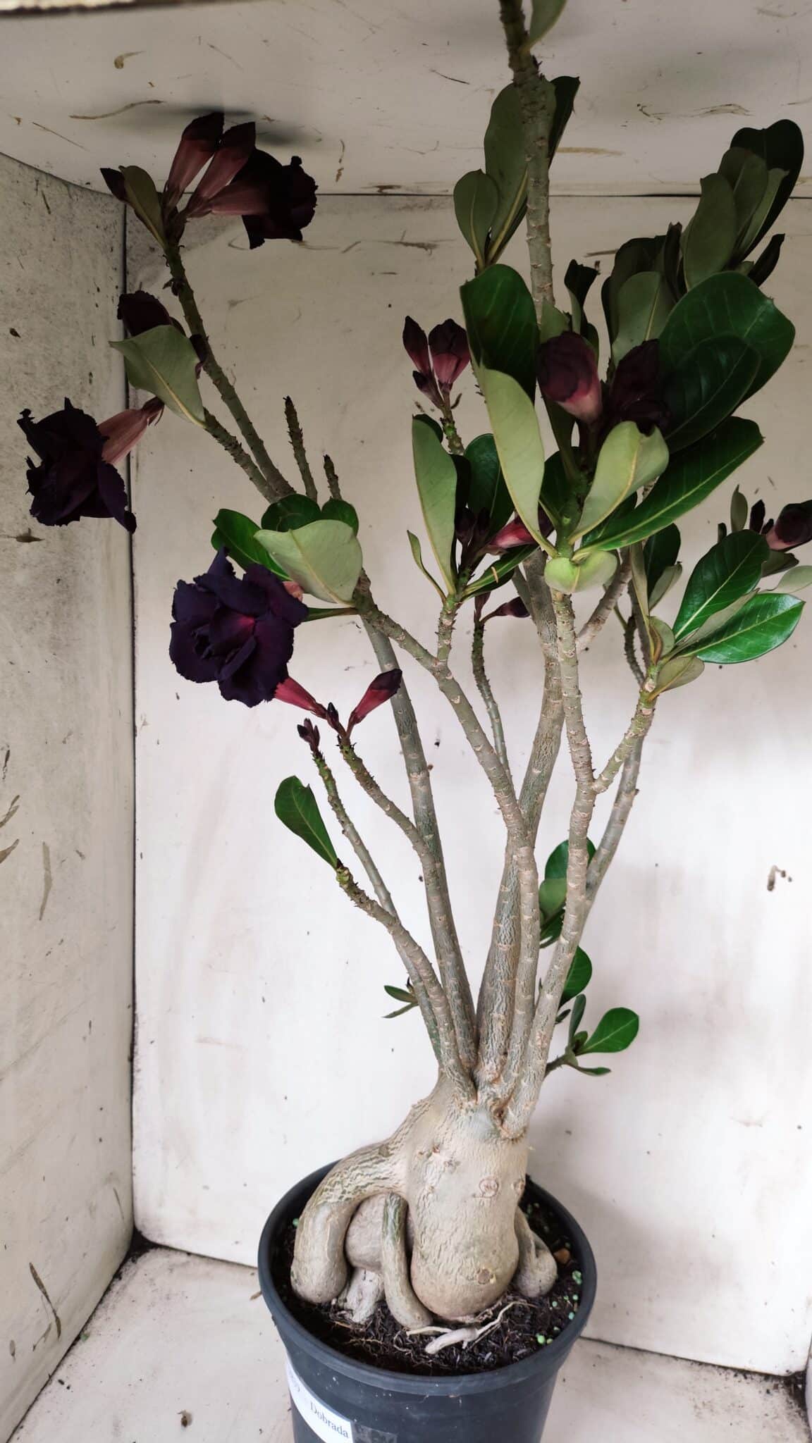 Planta Dobrada 2839 – 60cm – 05 anos