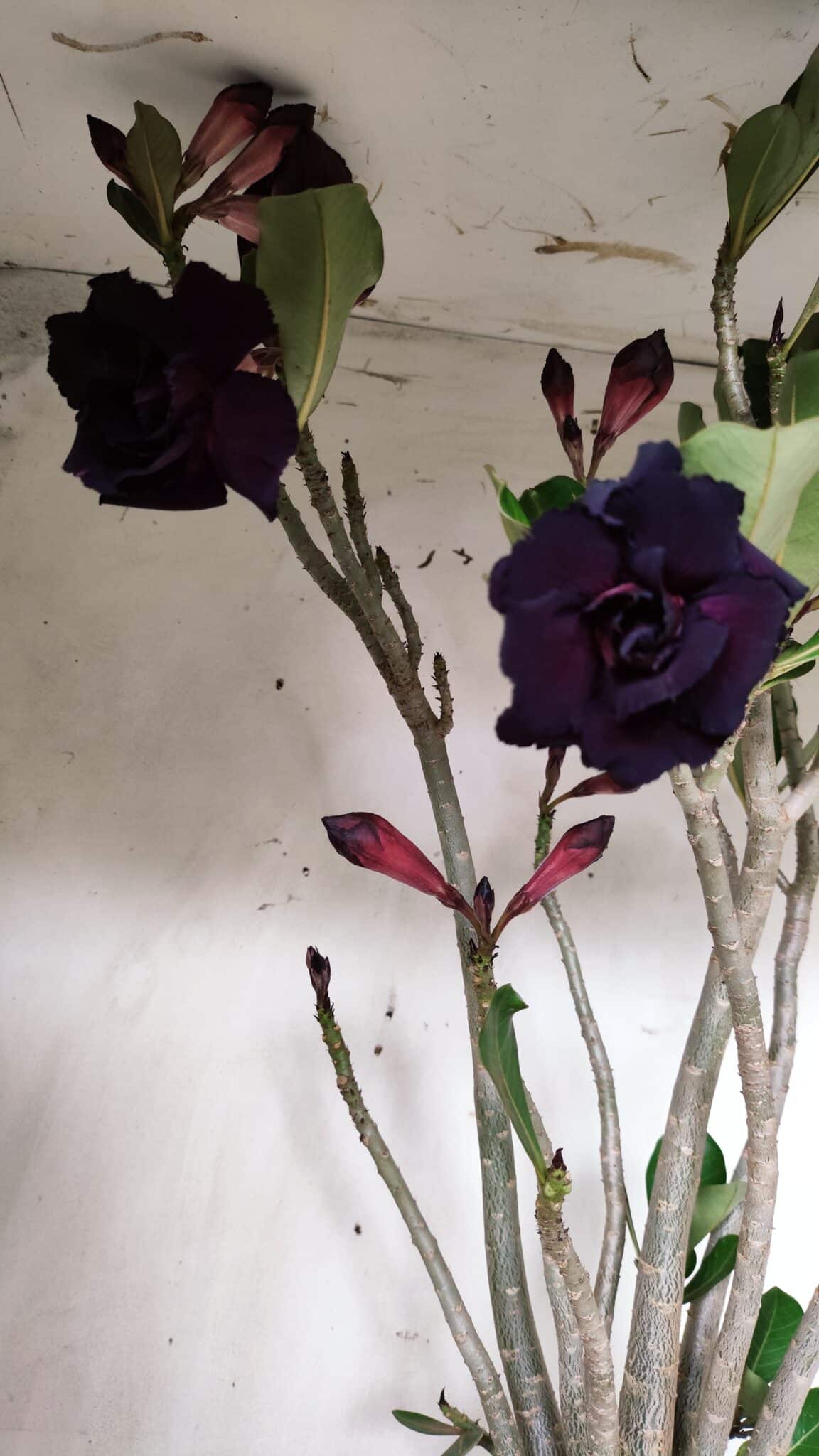 Planta Dobrada 2839 – 60cm – 05 anos