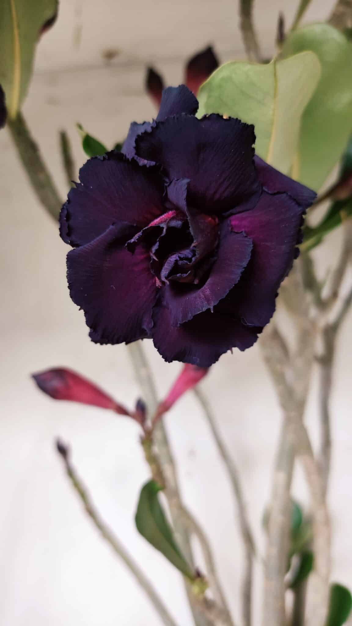 Planta Dobrada 2839 – 60cm – 05 anos