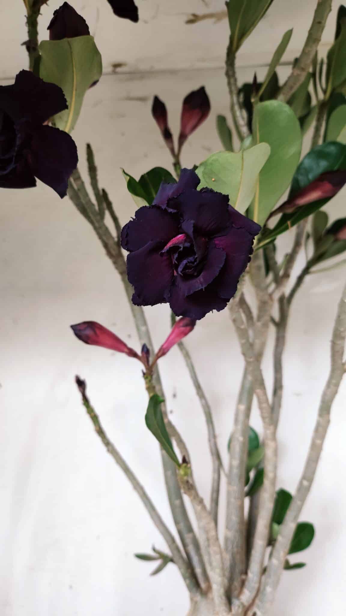 Planta Dobrada 2839 – 60cm – 05 anos