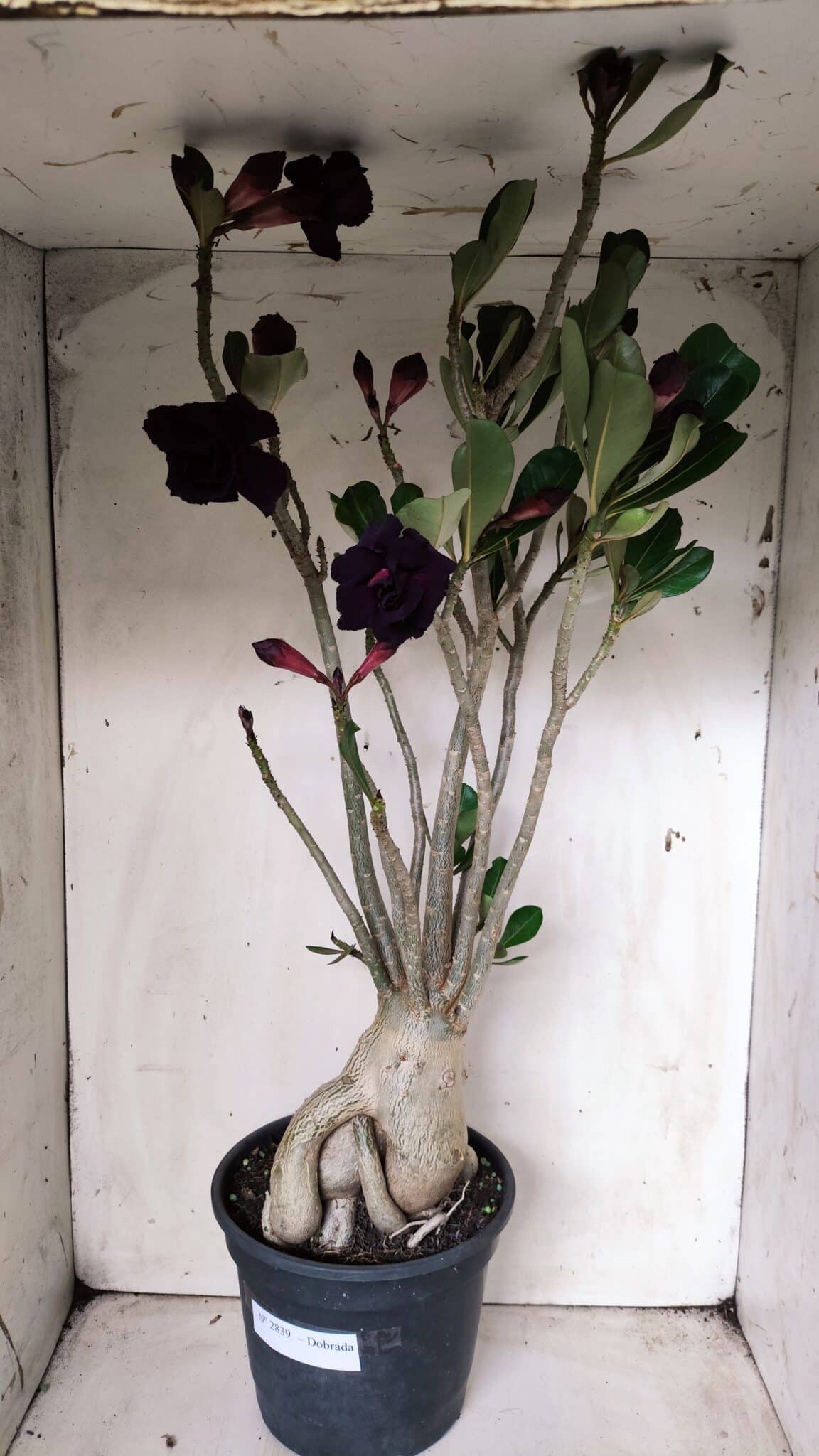 Planta Dobrada 2839 – 60cm – 05 anos