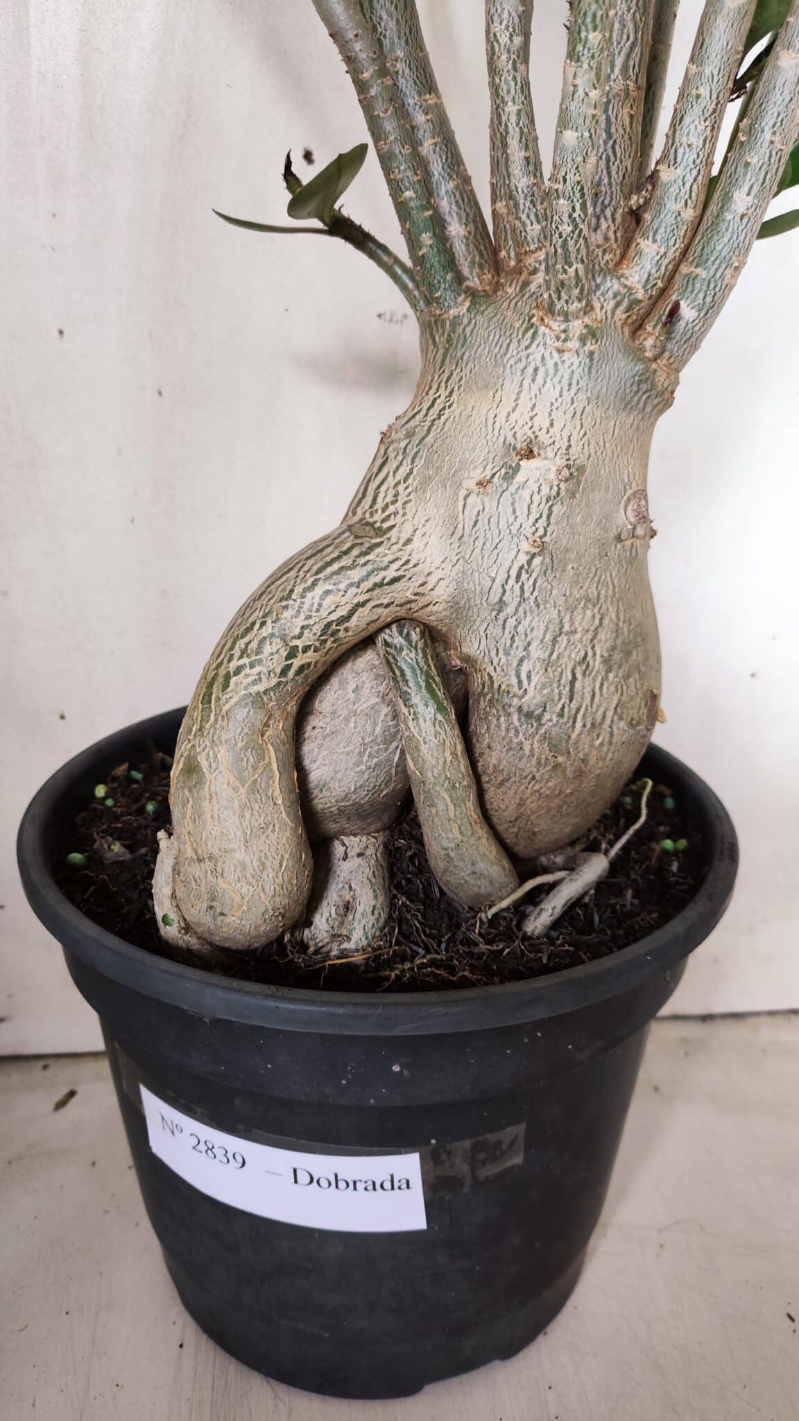 Planta Dobrada 2839 – 60cm – 05 anos
