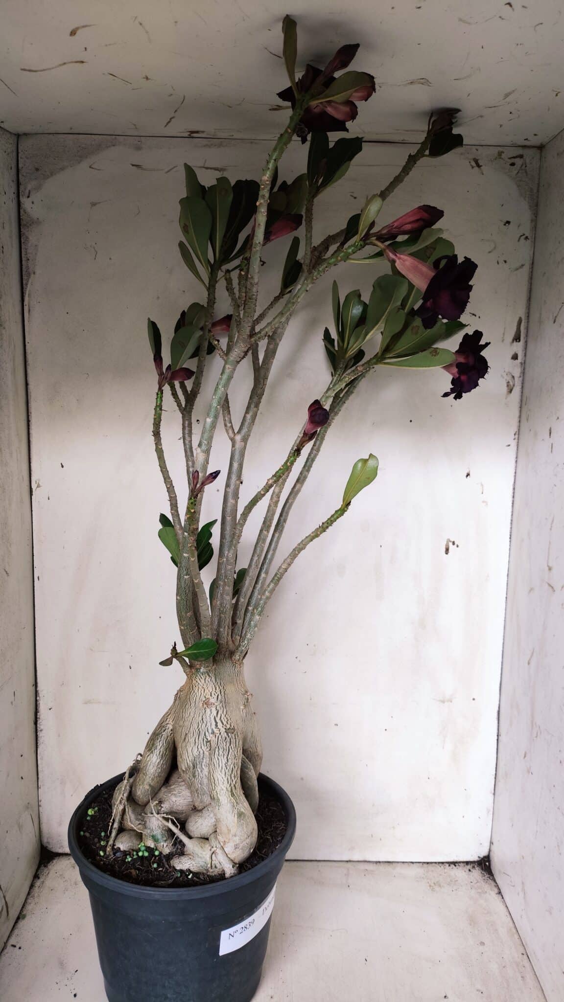 Planta Dobrada 2839 – 60cm – 05 anos