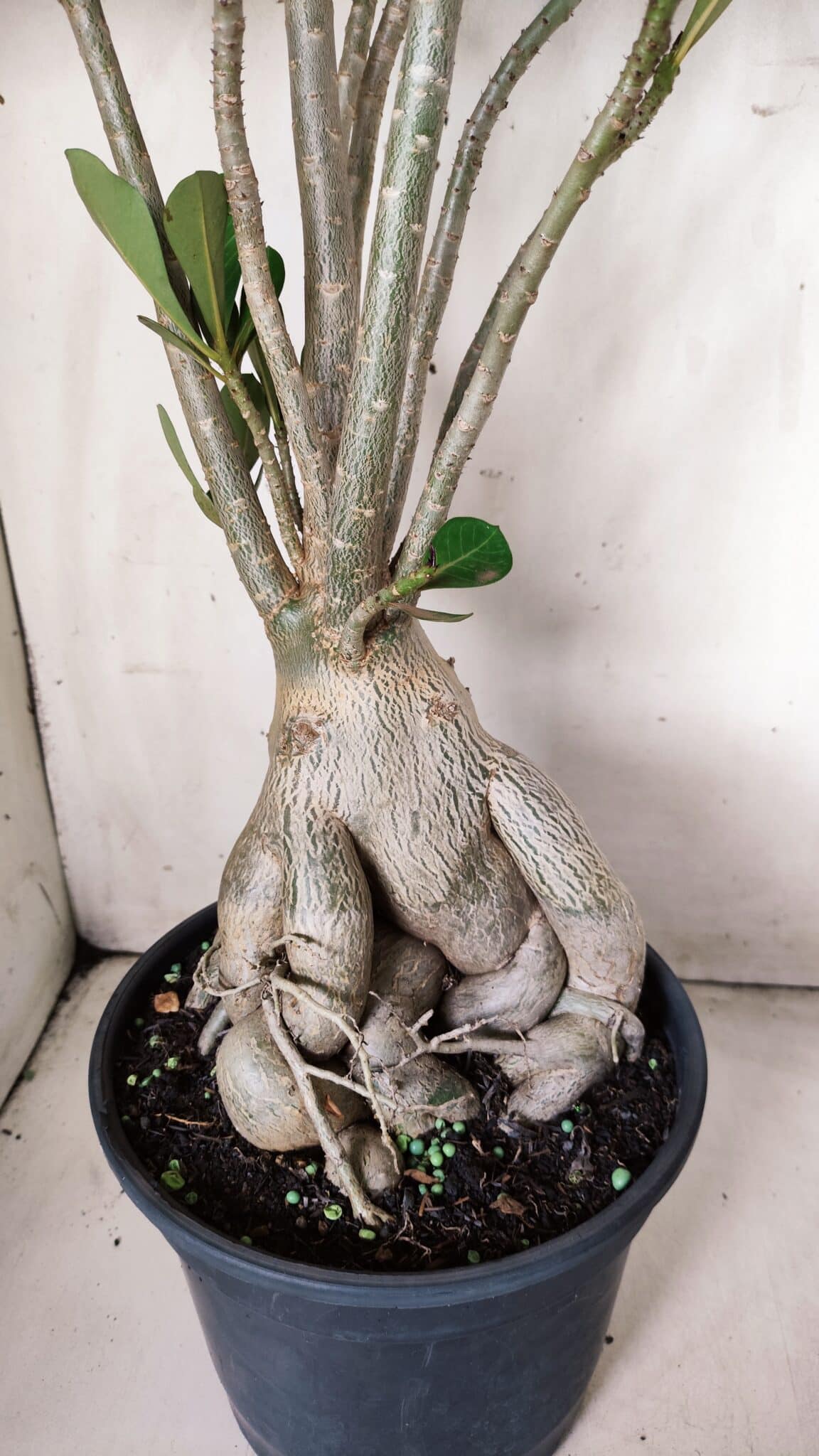 Planta Dobrada 2839 – 60cm – 05 anos