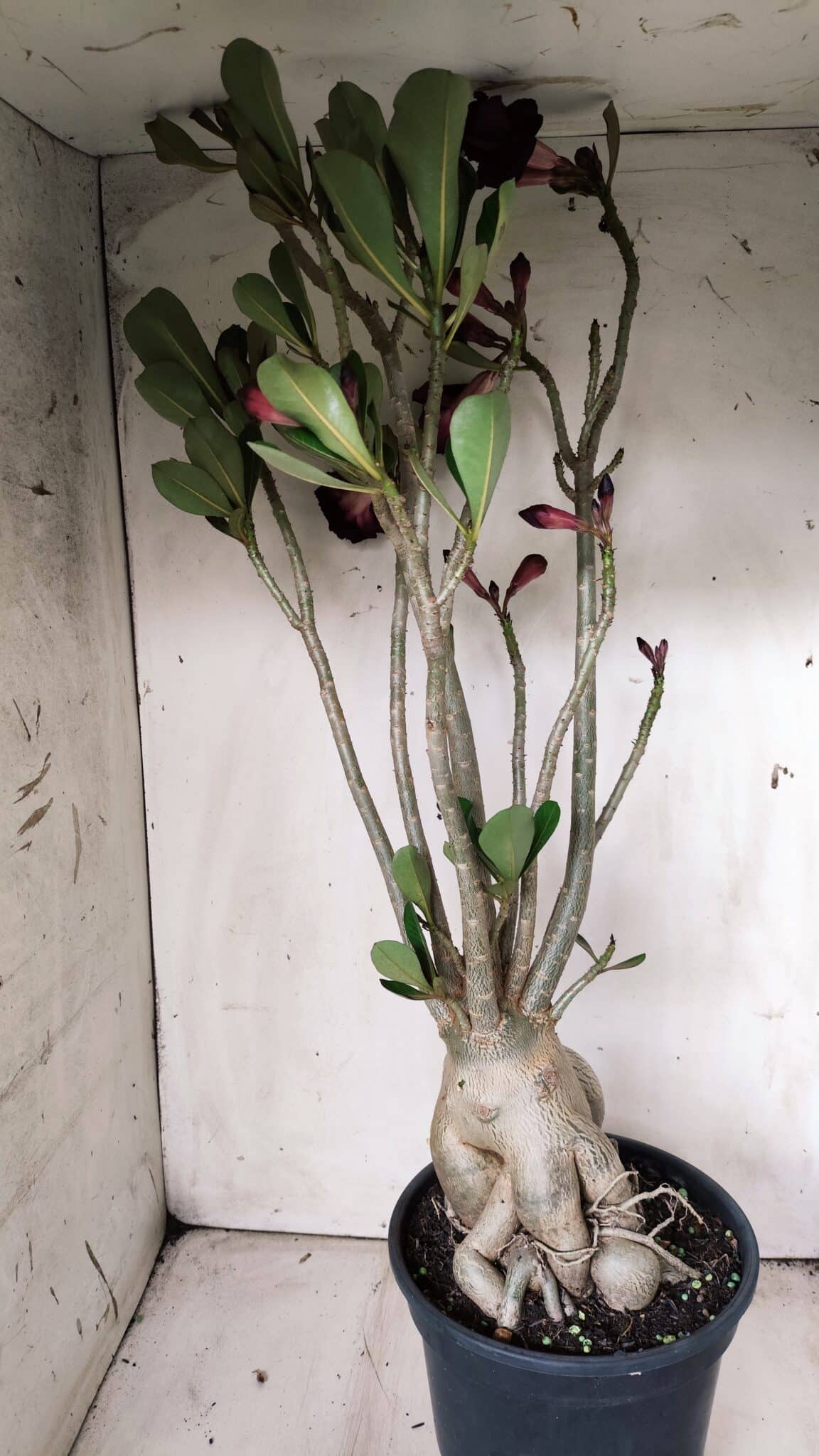 Planta Dobrada 2839 – 60cm – 05 anos