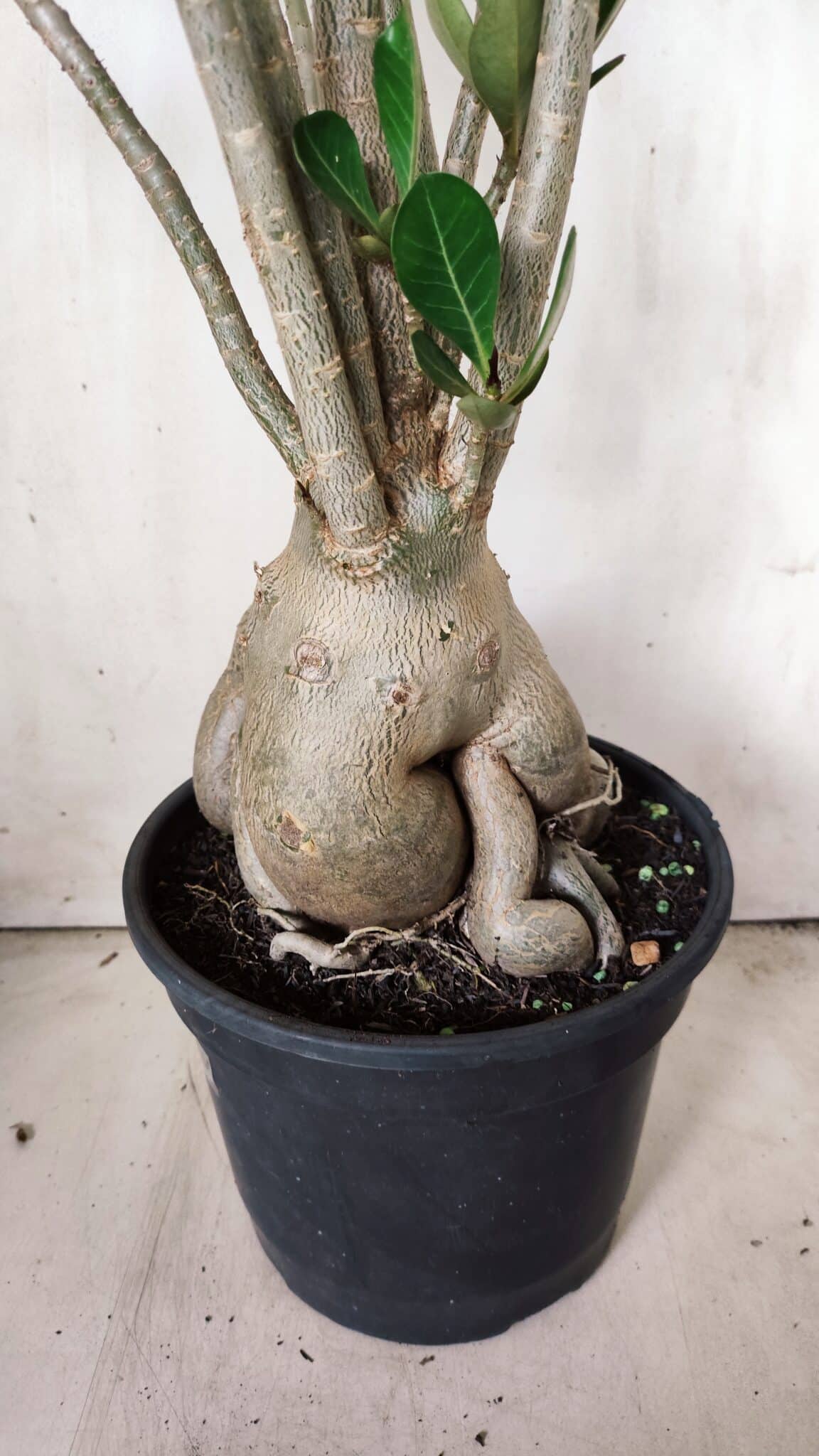 Planta Dobrada 2839 – 60cm – 05 anos