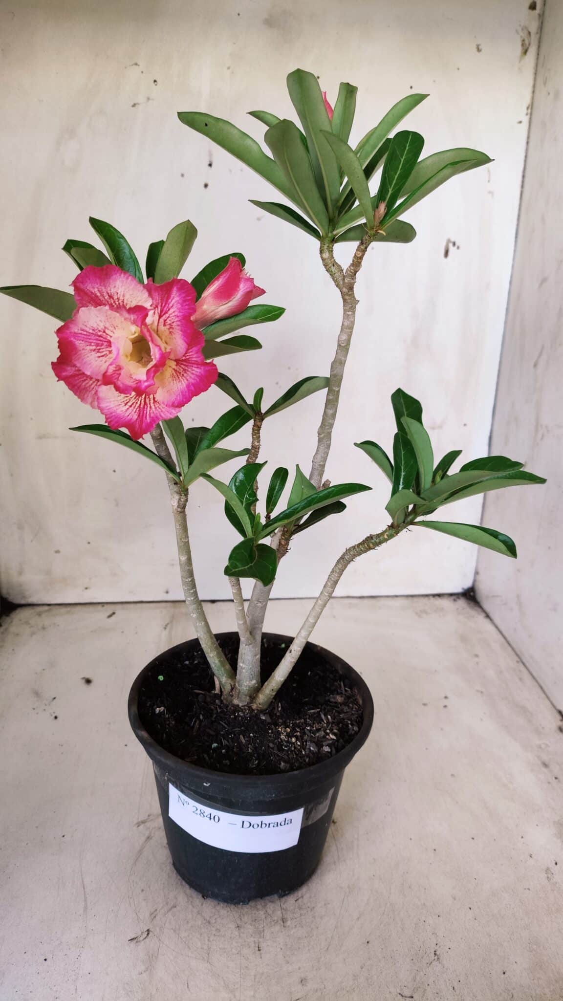 Planta Dobrada 2840 – 30cm – 02 anos