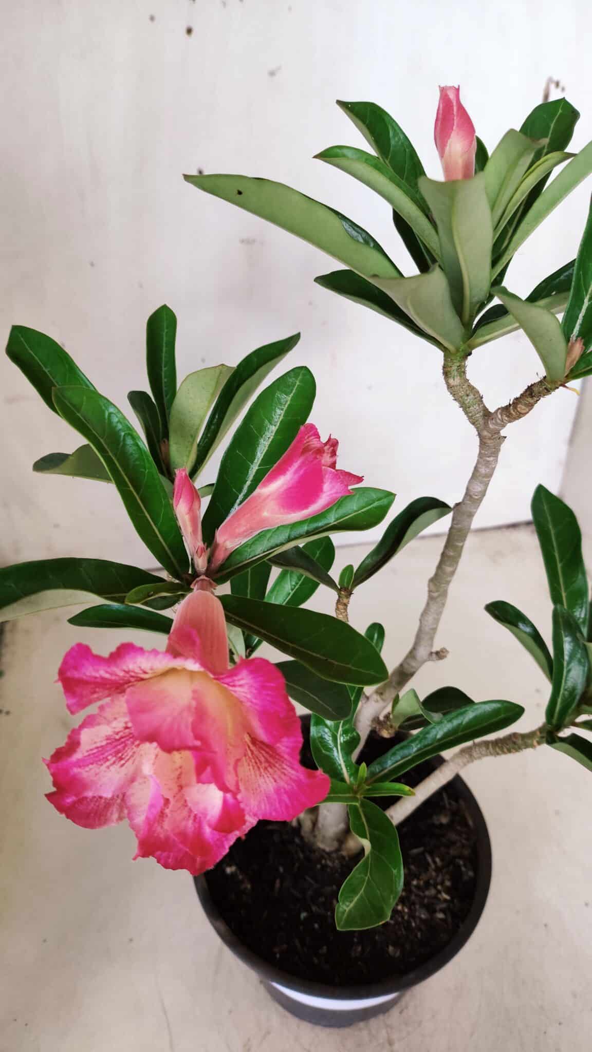 Planta Dobrada 2840 – 30cm – 02 anos
