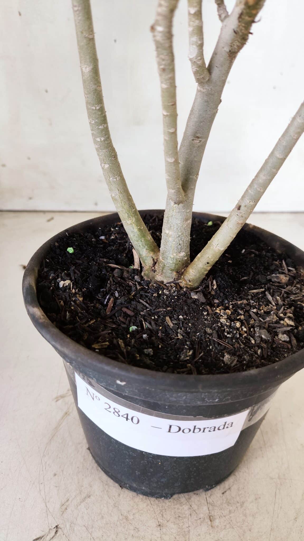 Planta Dobrada 2840 – 30cm – 02 anos