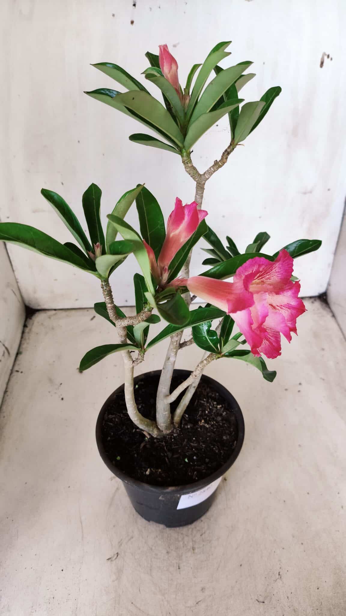 Planta Dobrada 2840 – 30cm – 02 anos