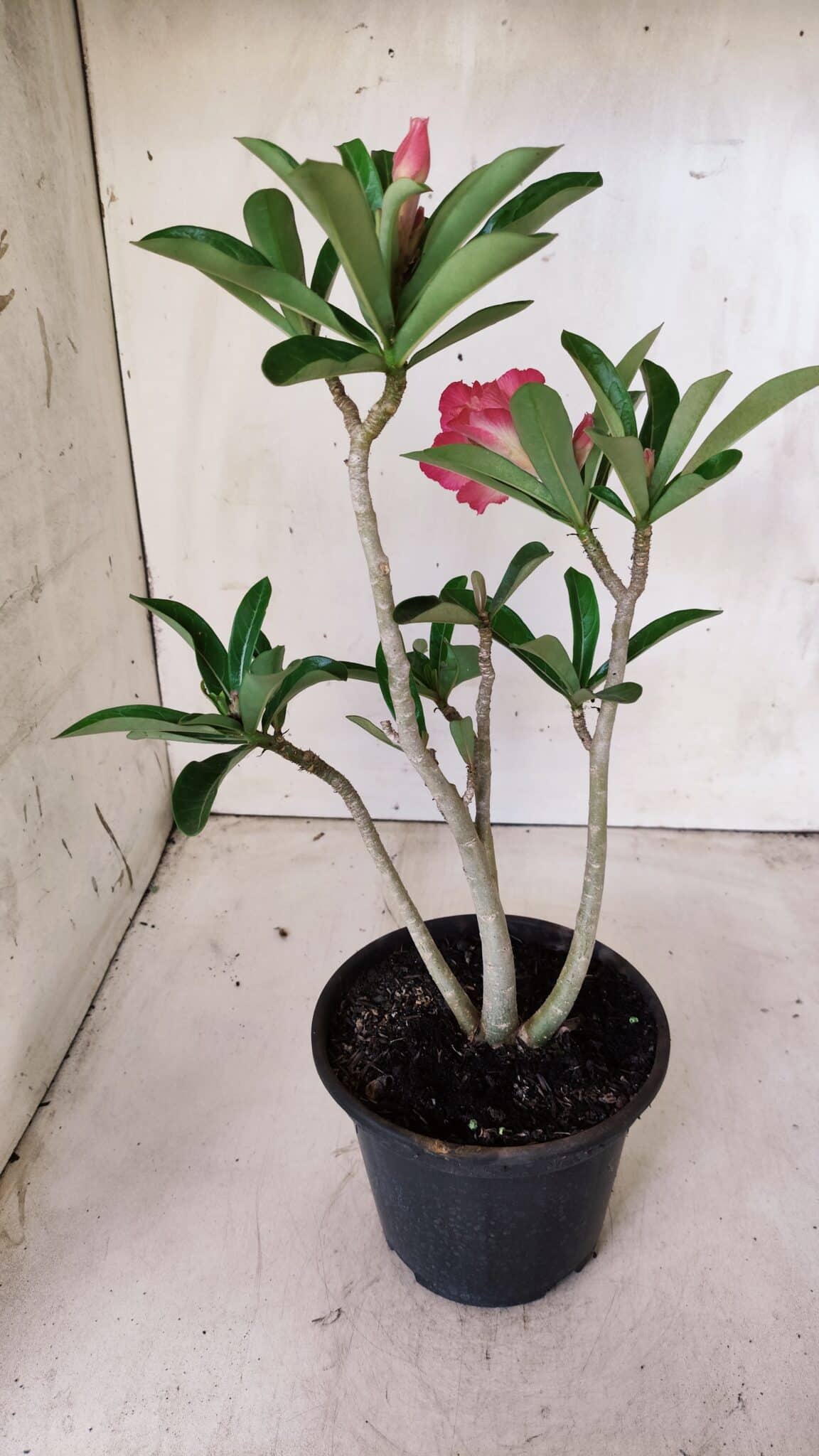 Planta Dobrada 2840 – 30cm – 02 anos
