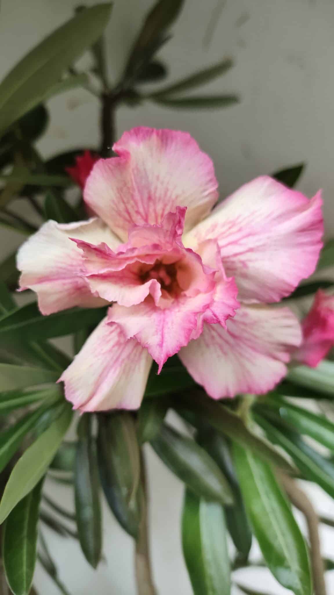 Planta Dobrada 2842 – 55cm – 05 anos