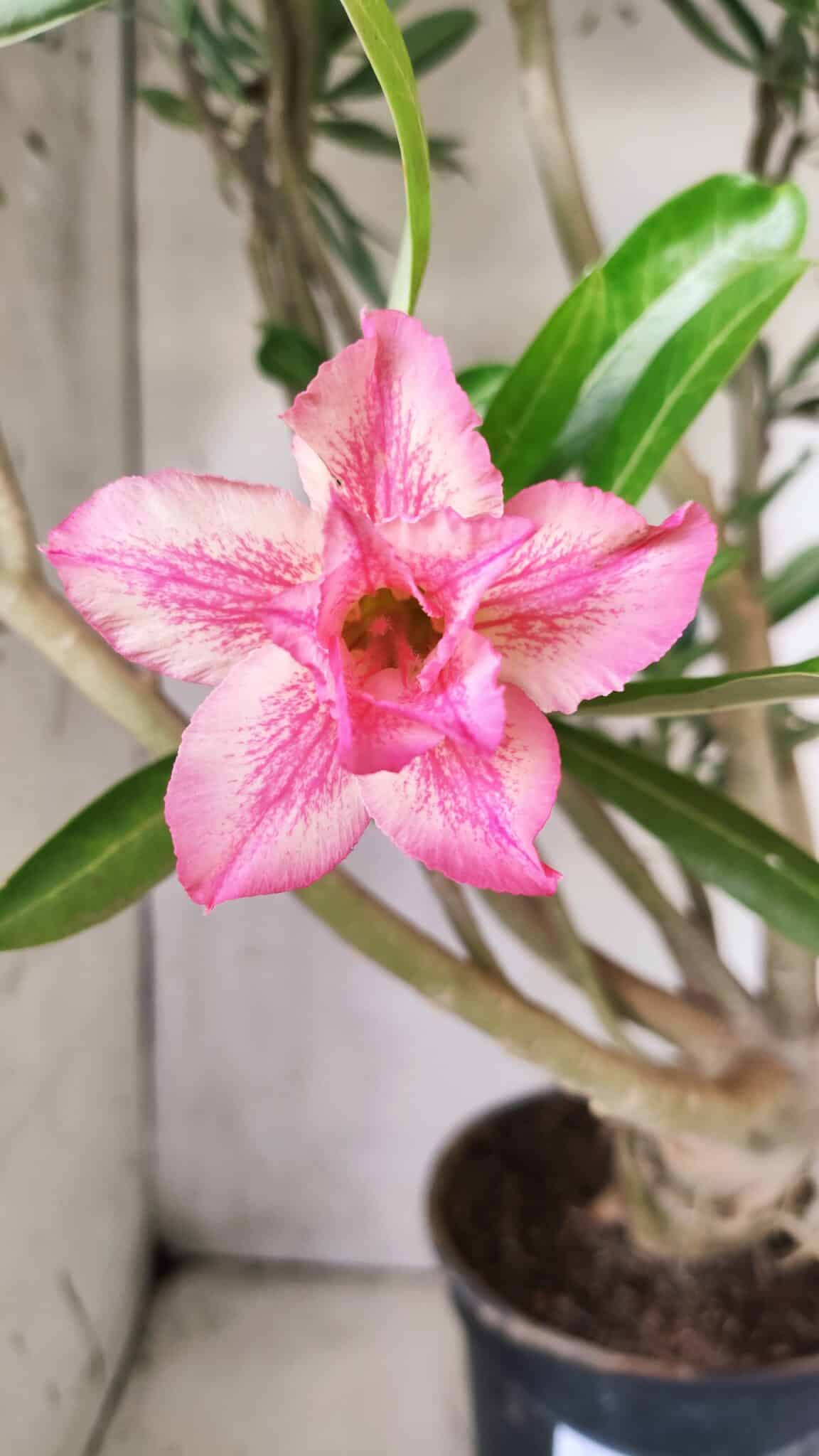 Planta Dobrada 2842 – 55cm – 05 anos
