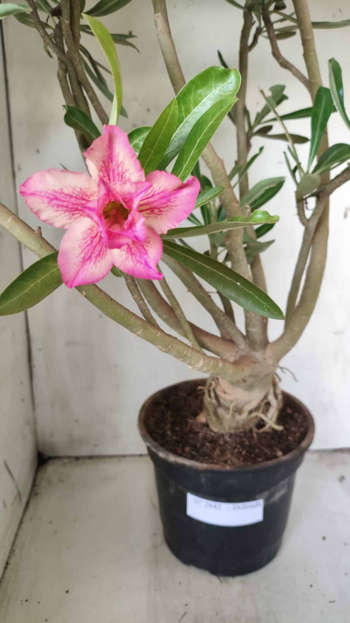 Planta Dobrada 2842 – 55cm – 05 anos