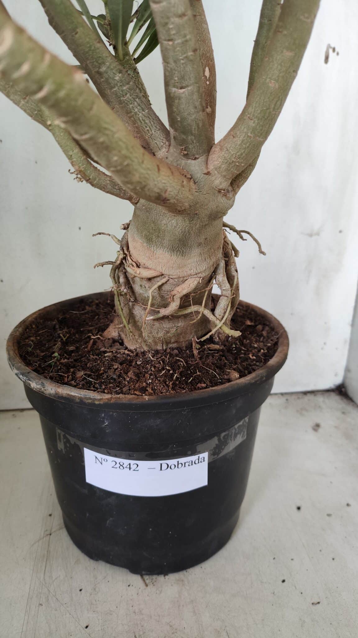 Planta Dobrada 2842 – 55cm – 05 anos